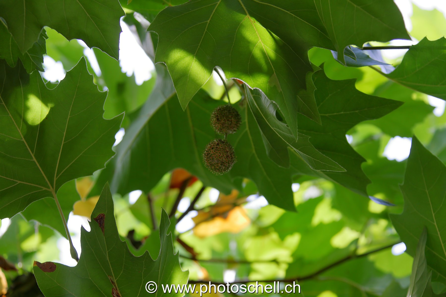 Photo 422
