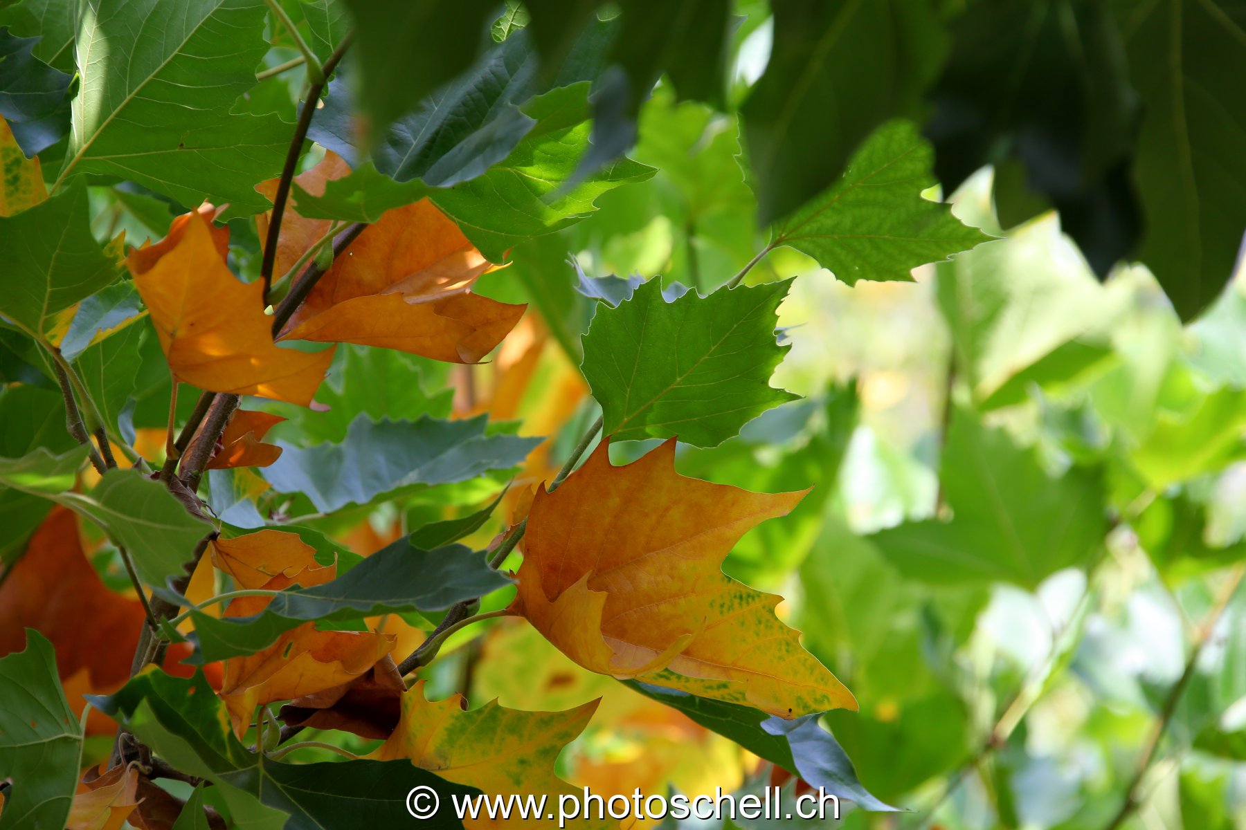 Photo 424