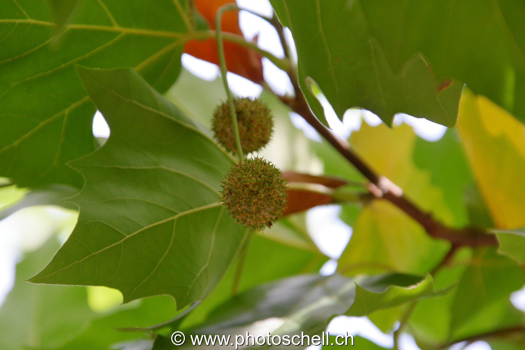 Photo 425