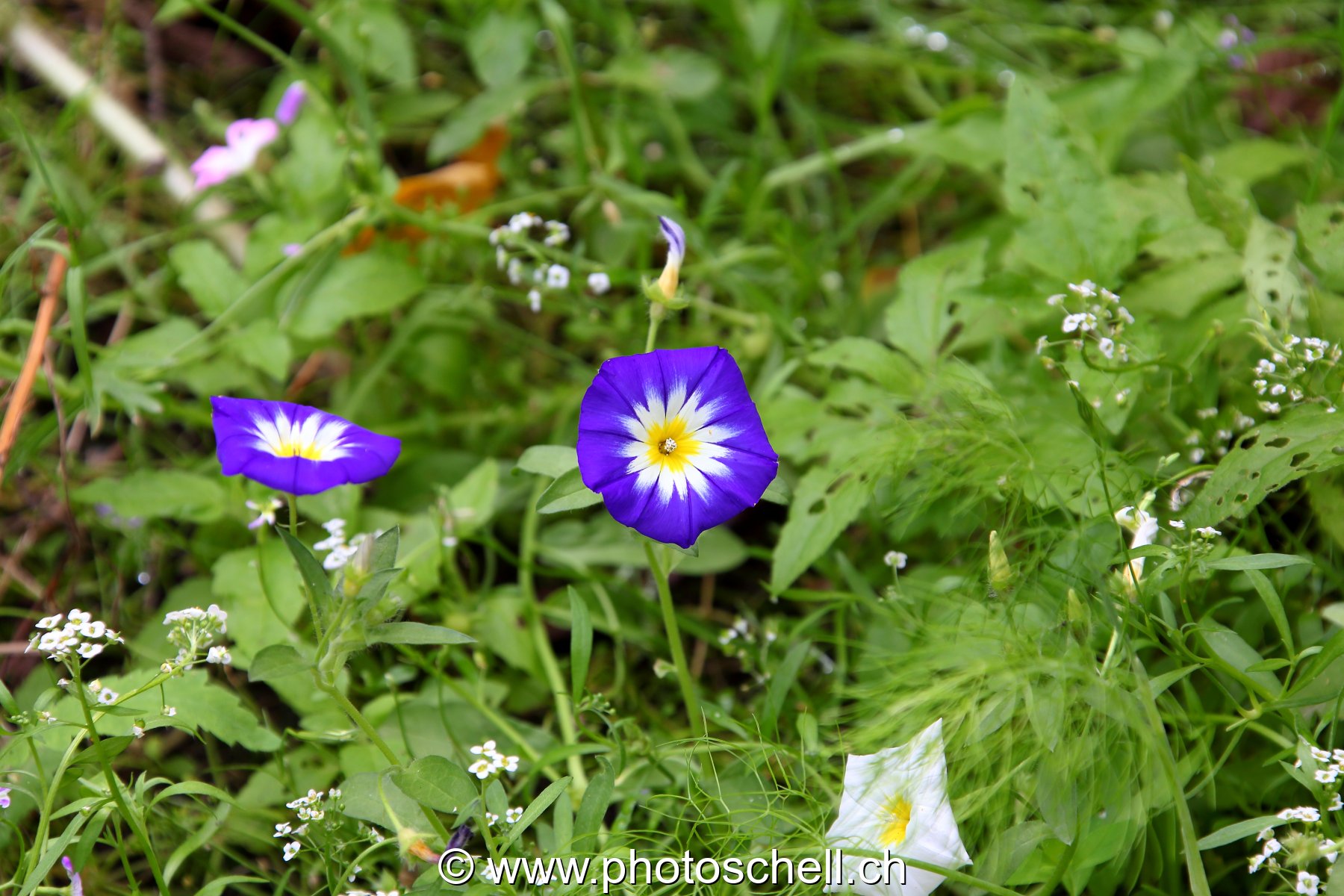 Photo 429