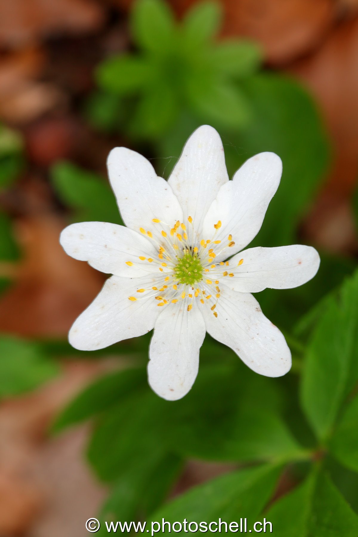 Fleur des bois