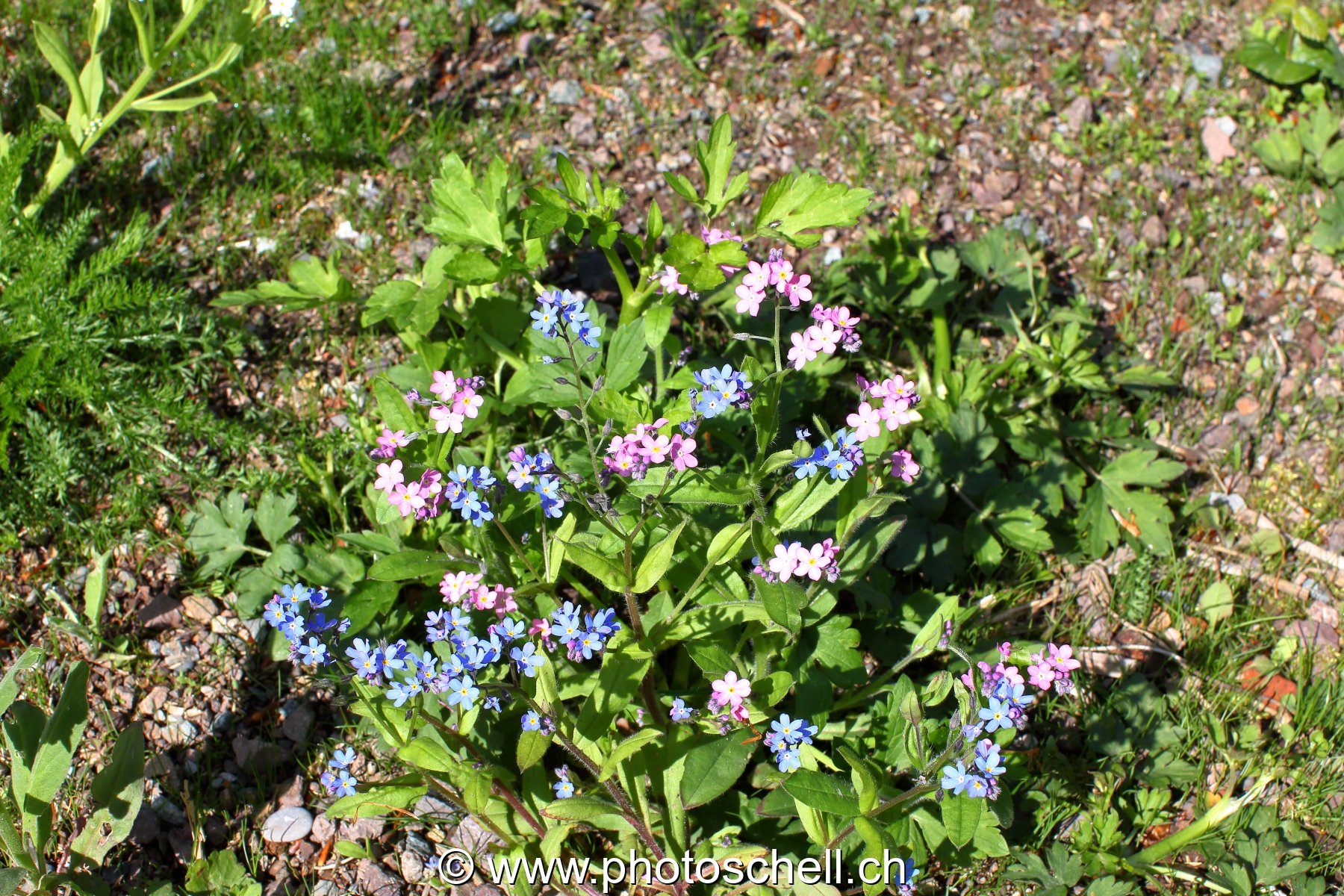 Photo 459