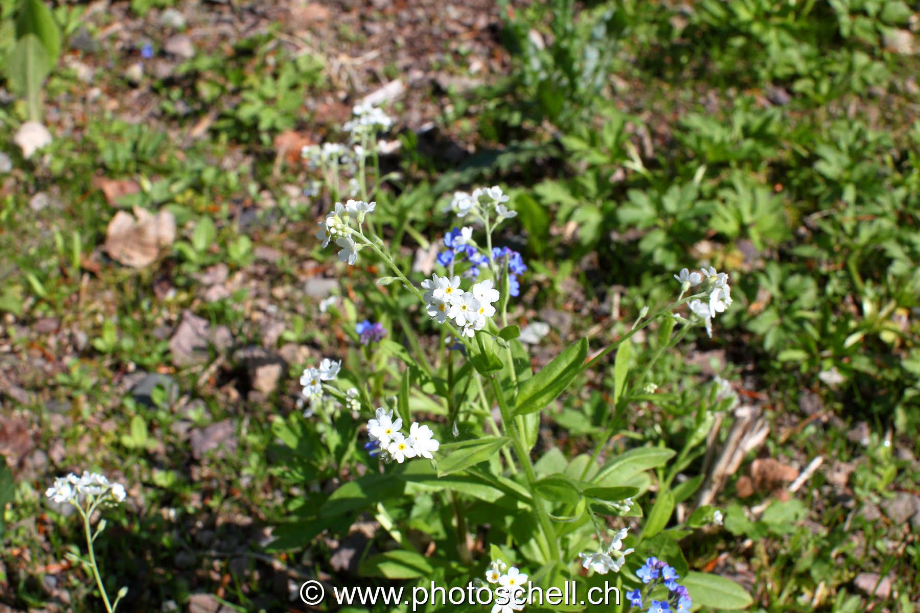 Photo 463