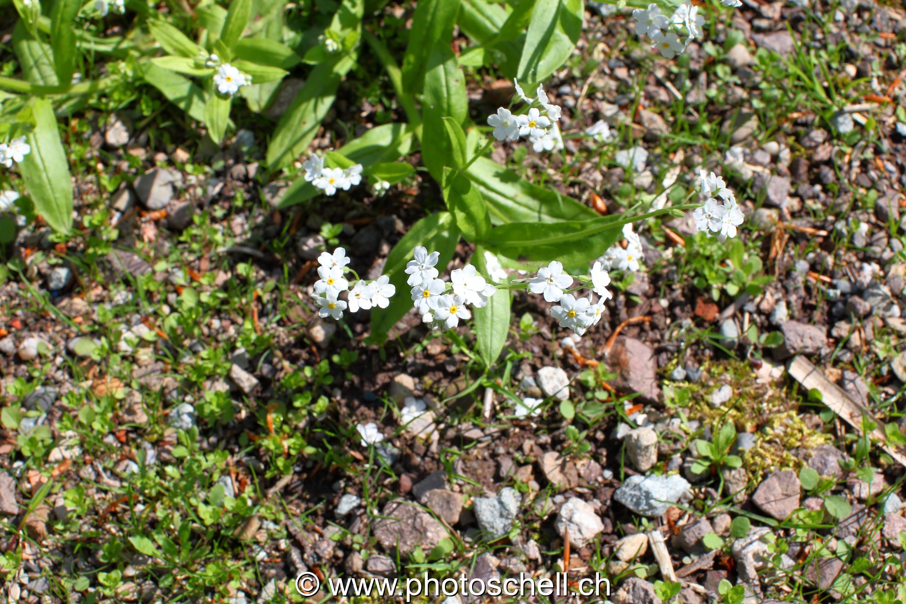 Photo 464
