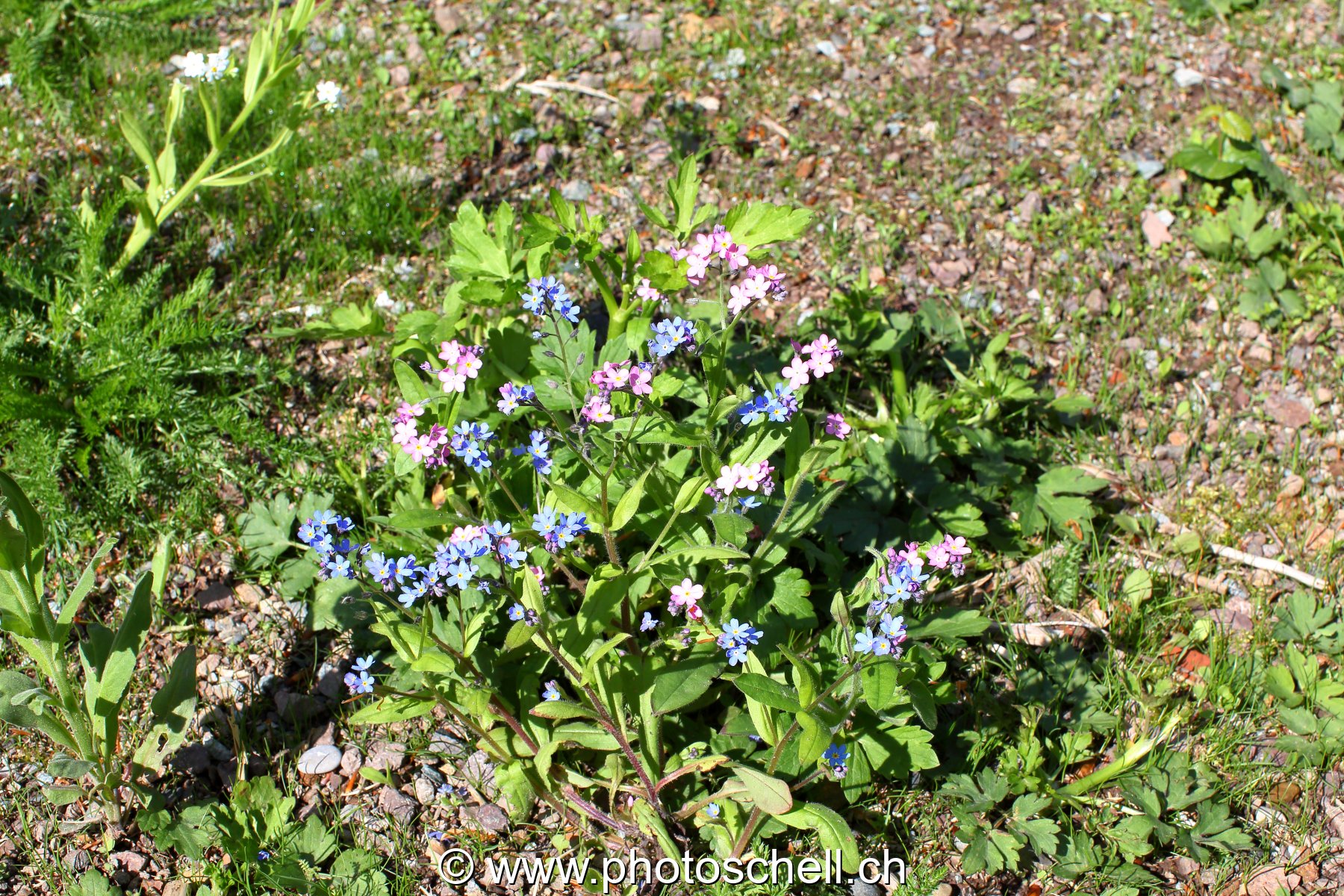 Photo 465