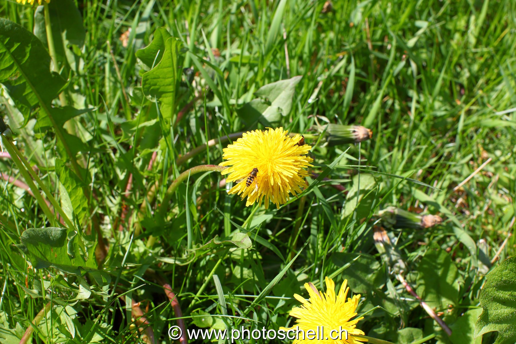 Photo 466
