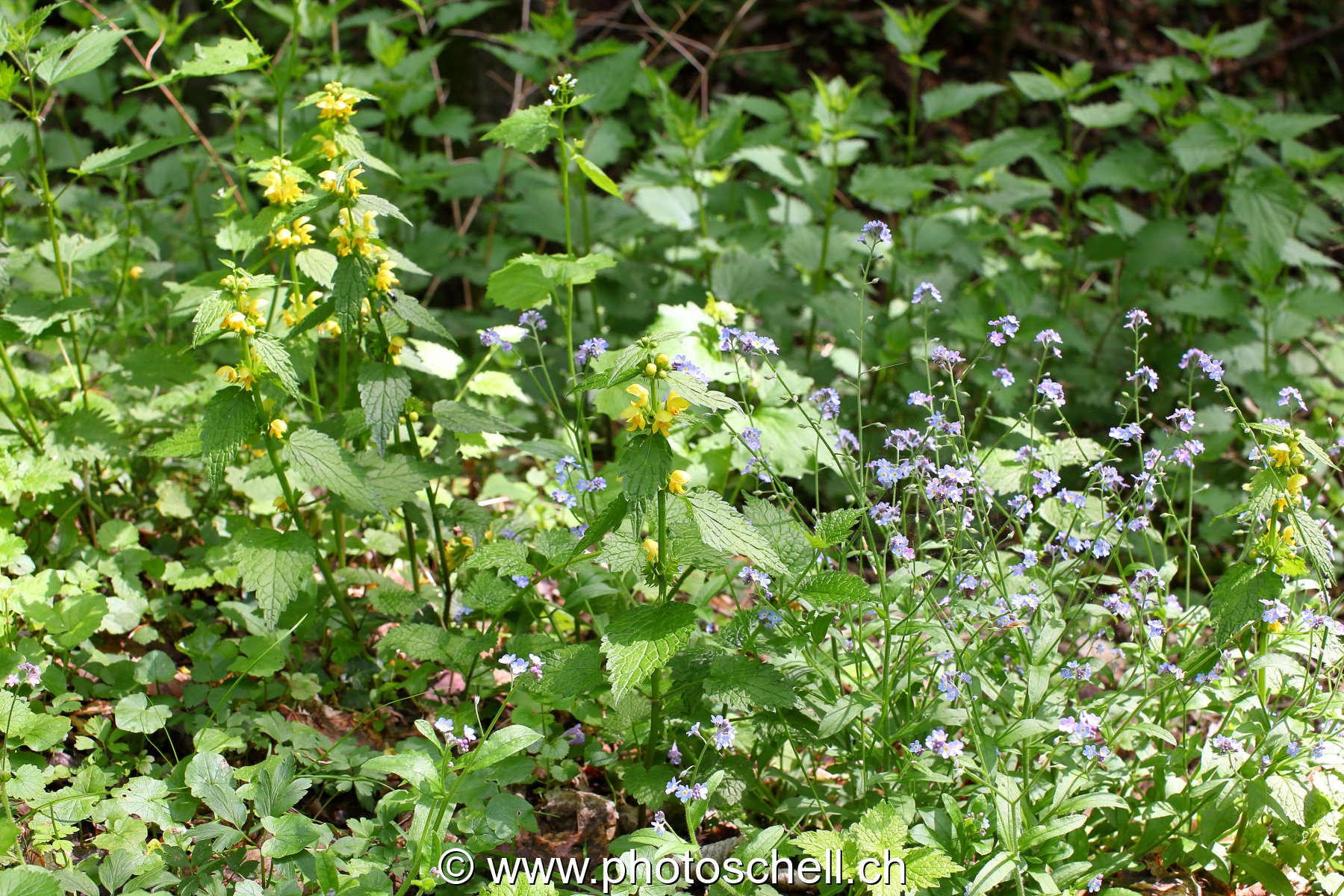Photo 468