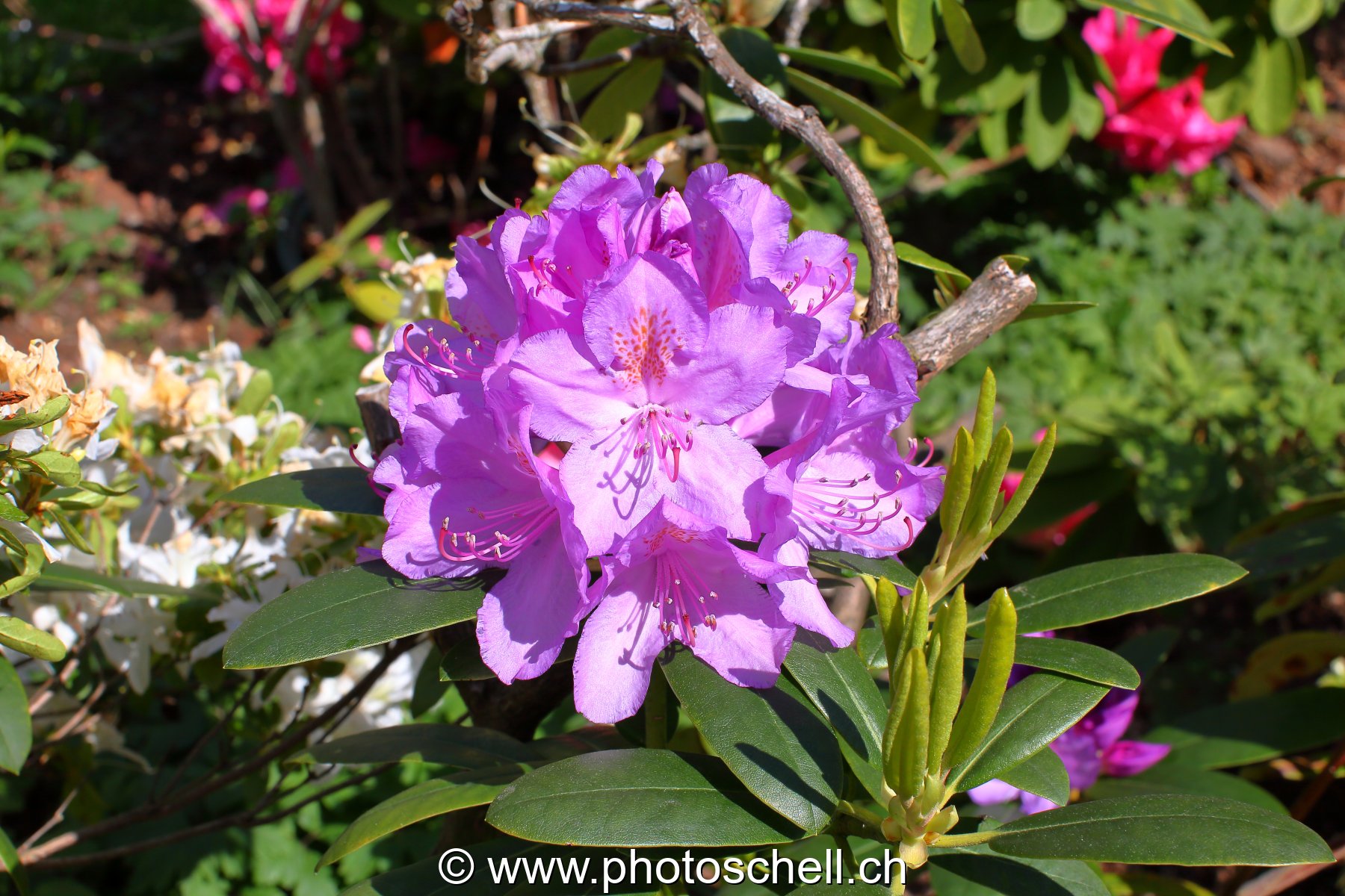 Photo 473