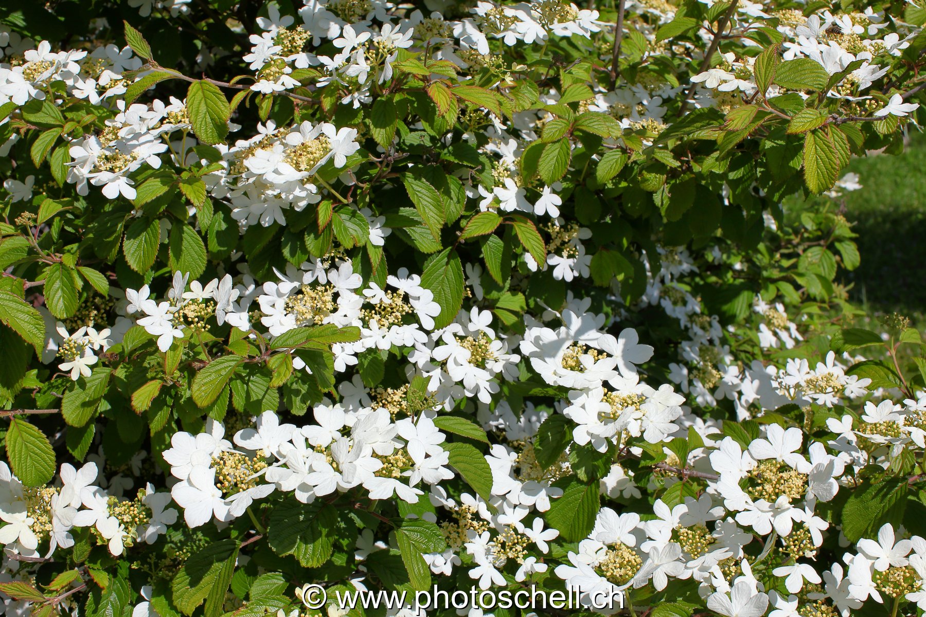 Photo 474