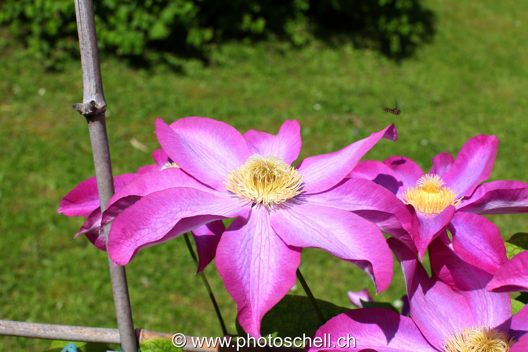 Photo 475