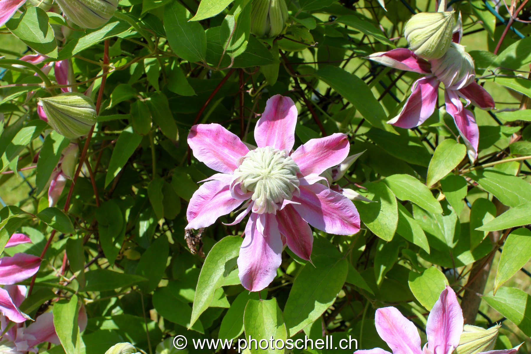 Photo 476