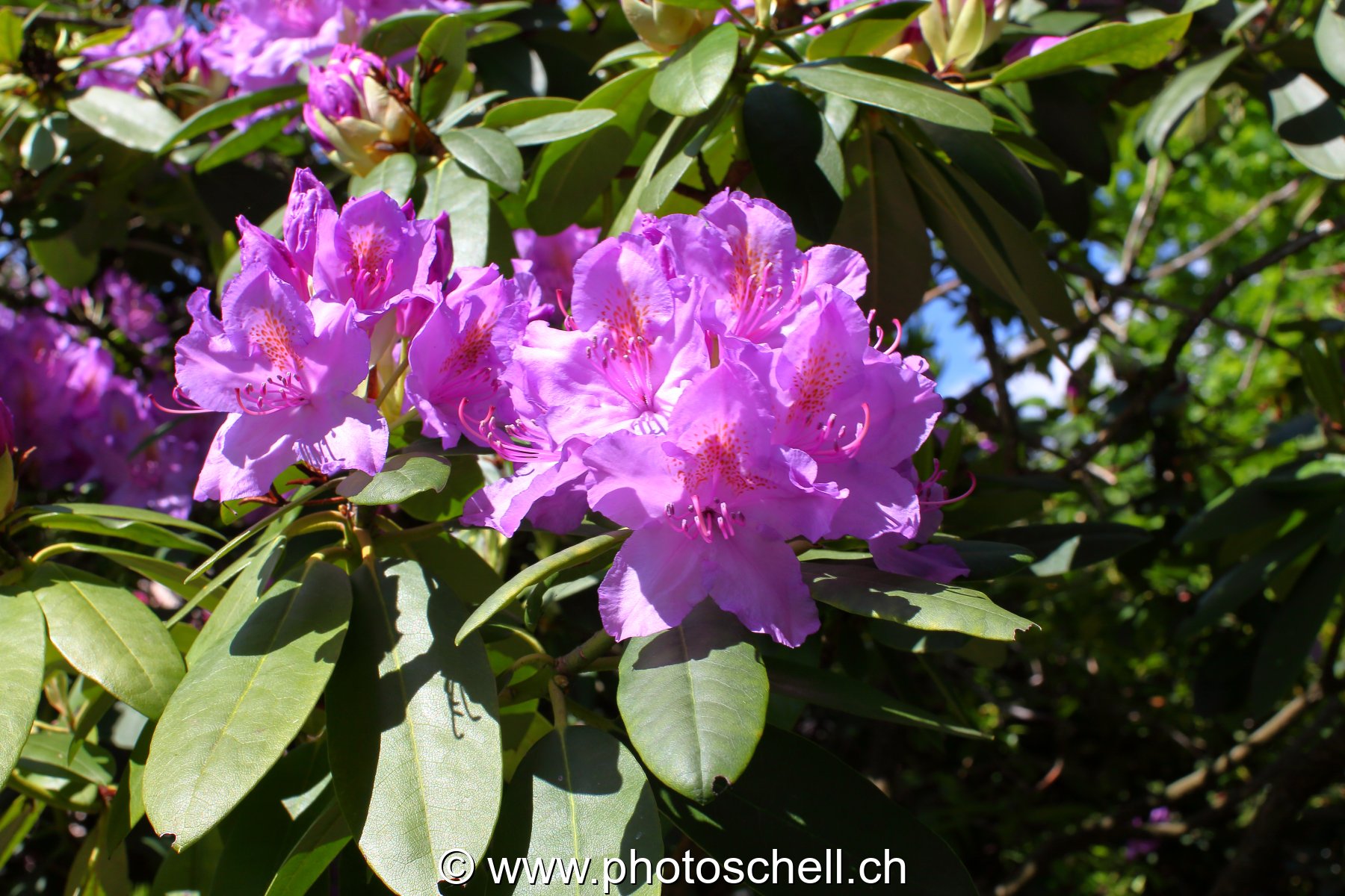 Photo 477