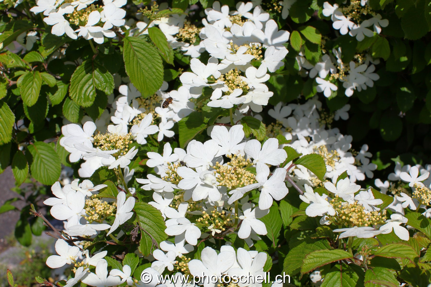 Photo 479