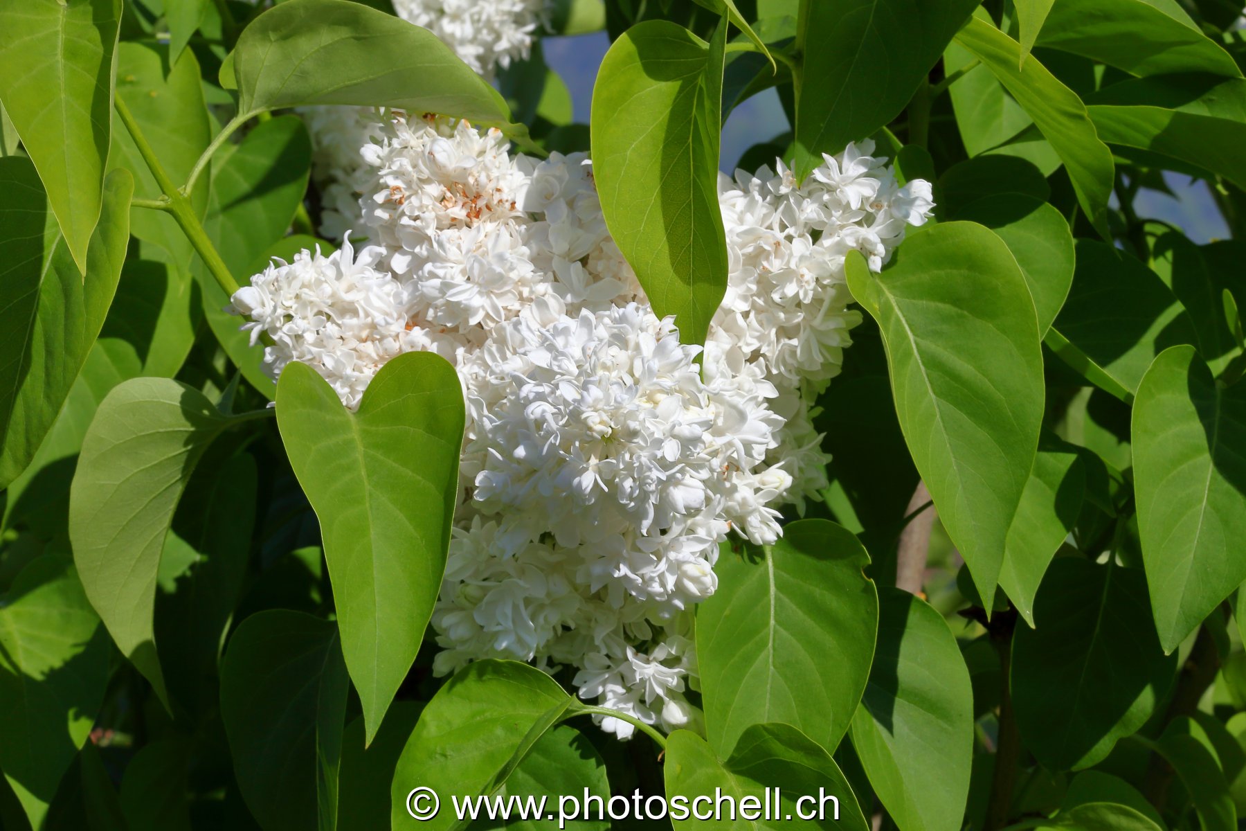 Photo 480