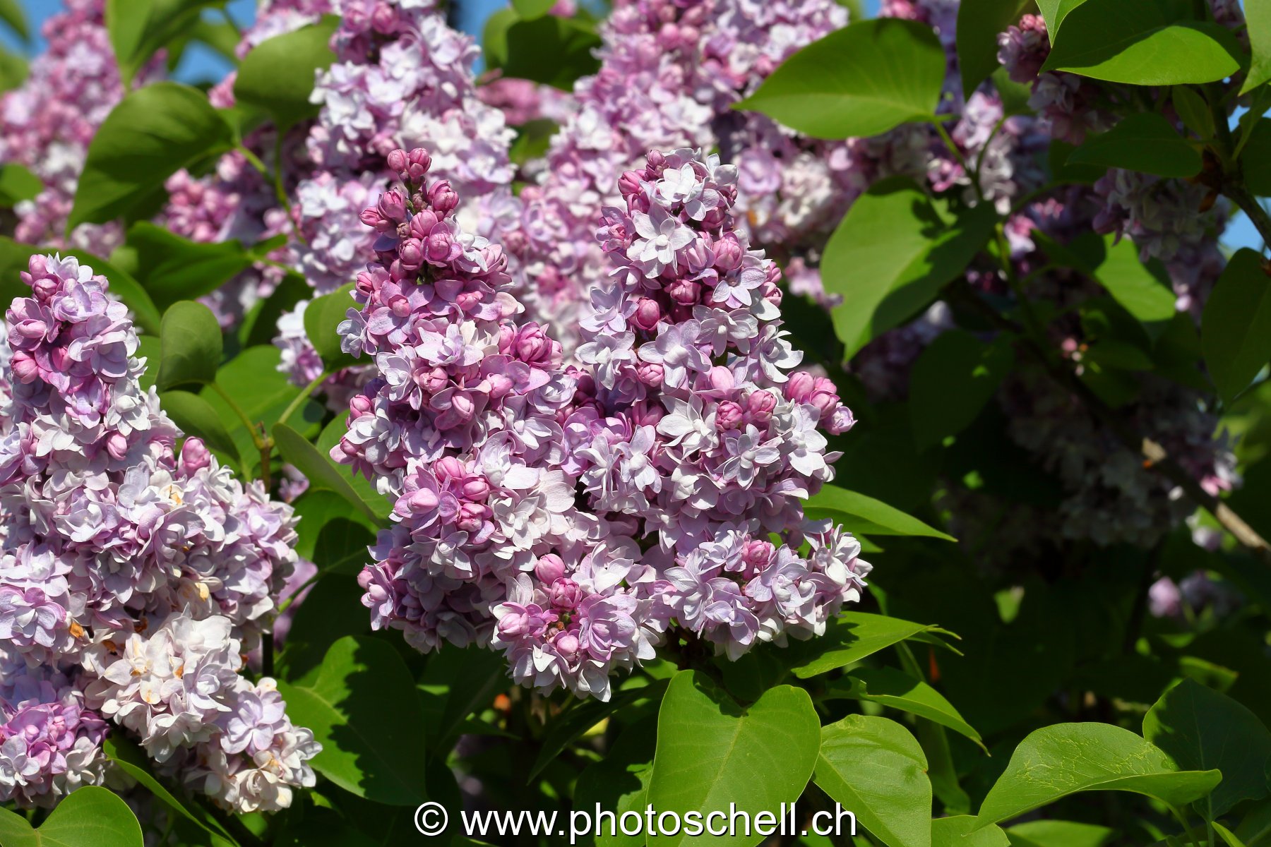 Photo 482