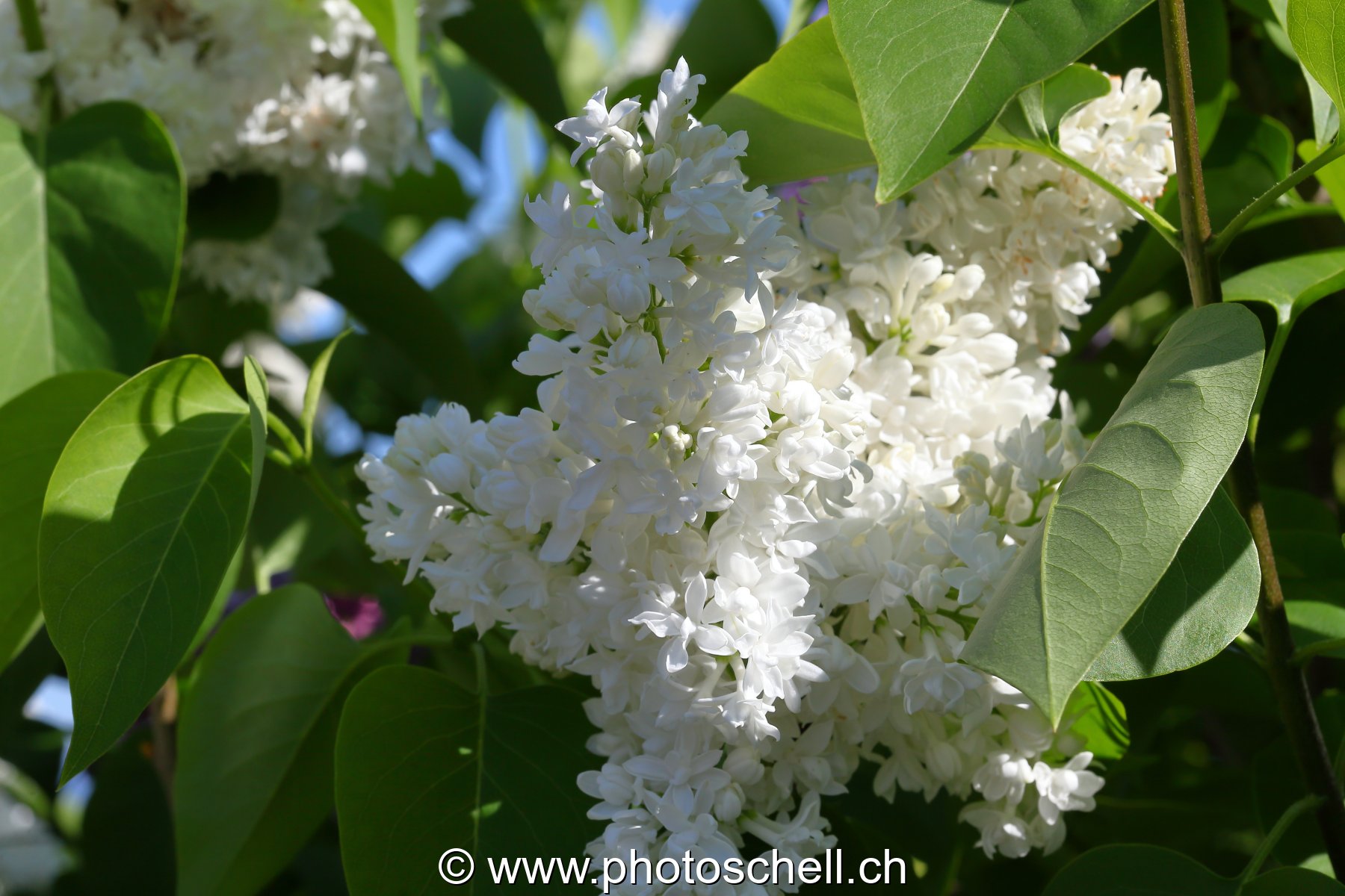 Photo 483