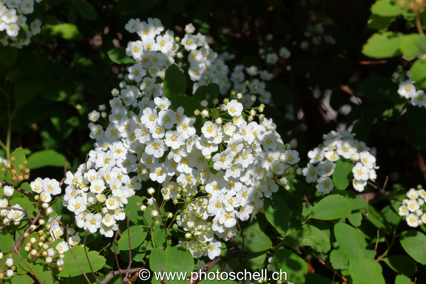 Photo 484