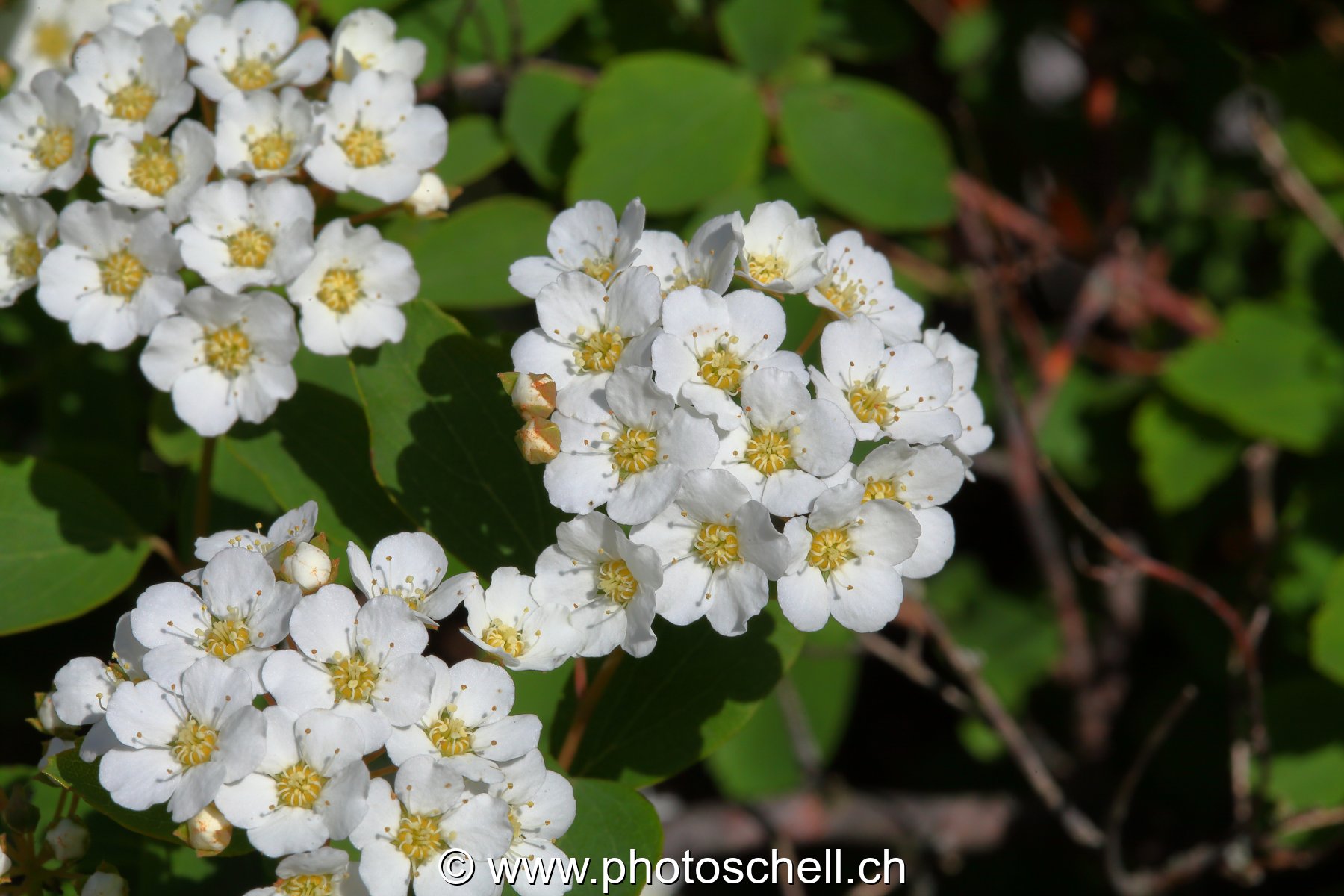 Photo 485