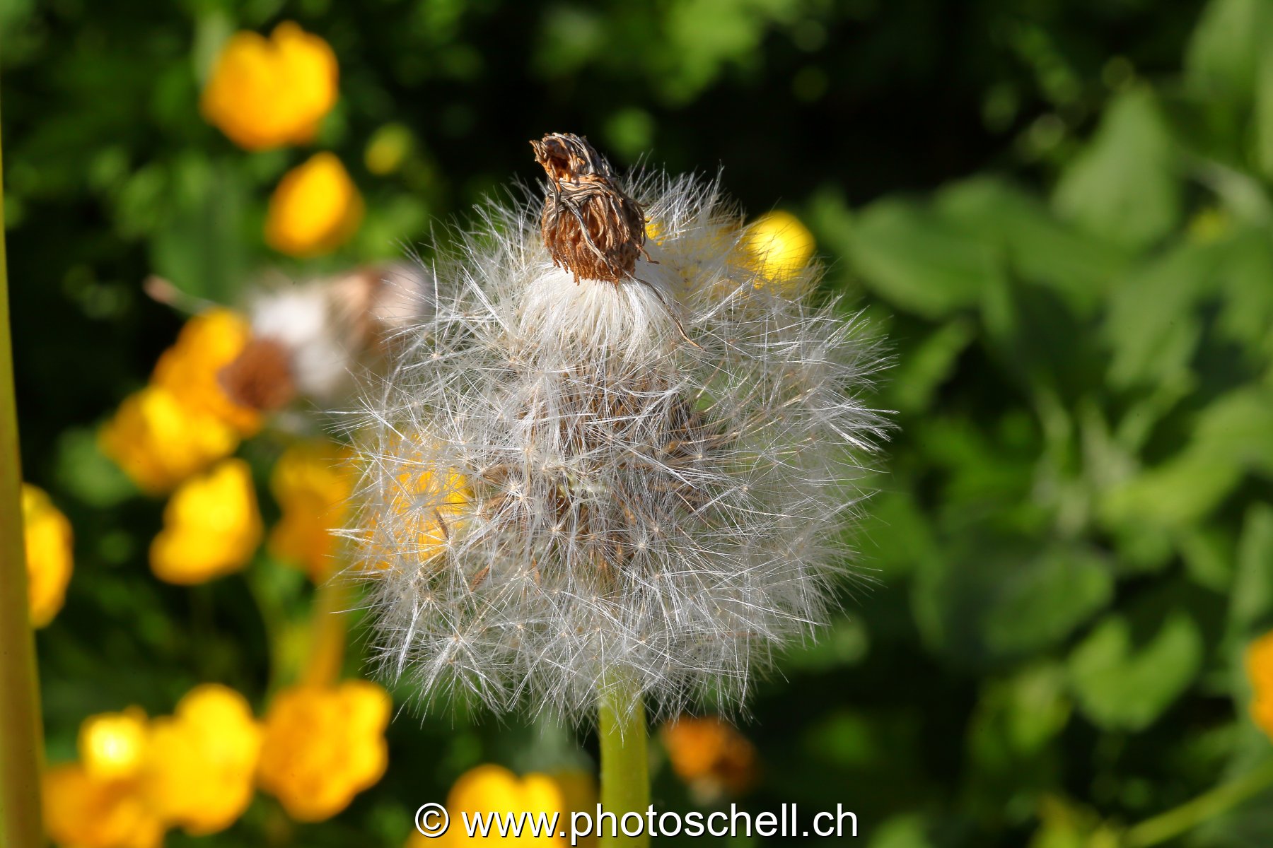 Photo 495