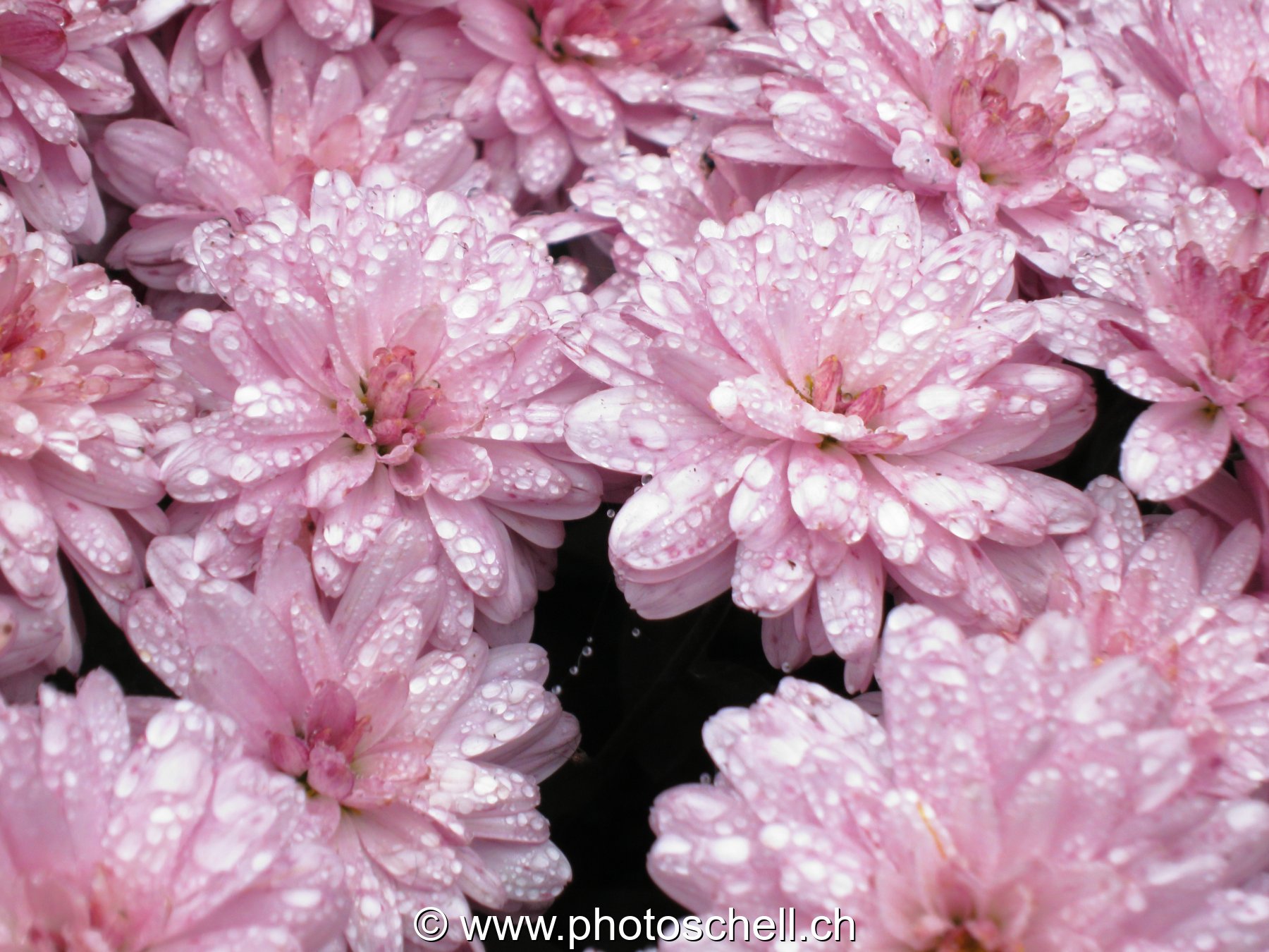 Fleurs avec la rosée