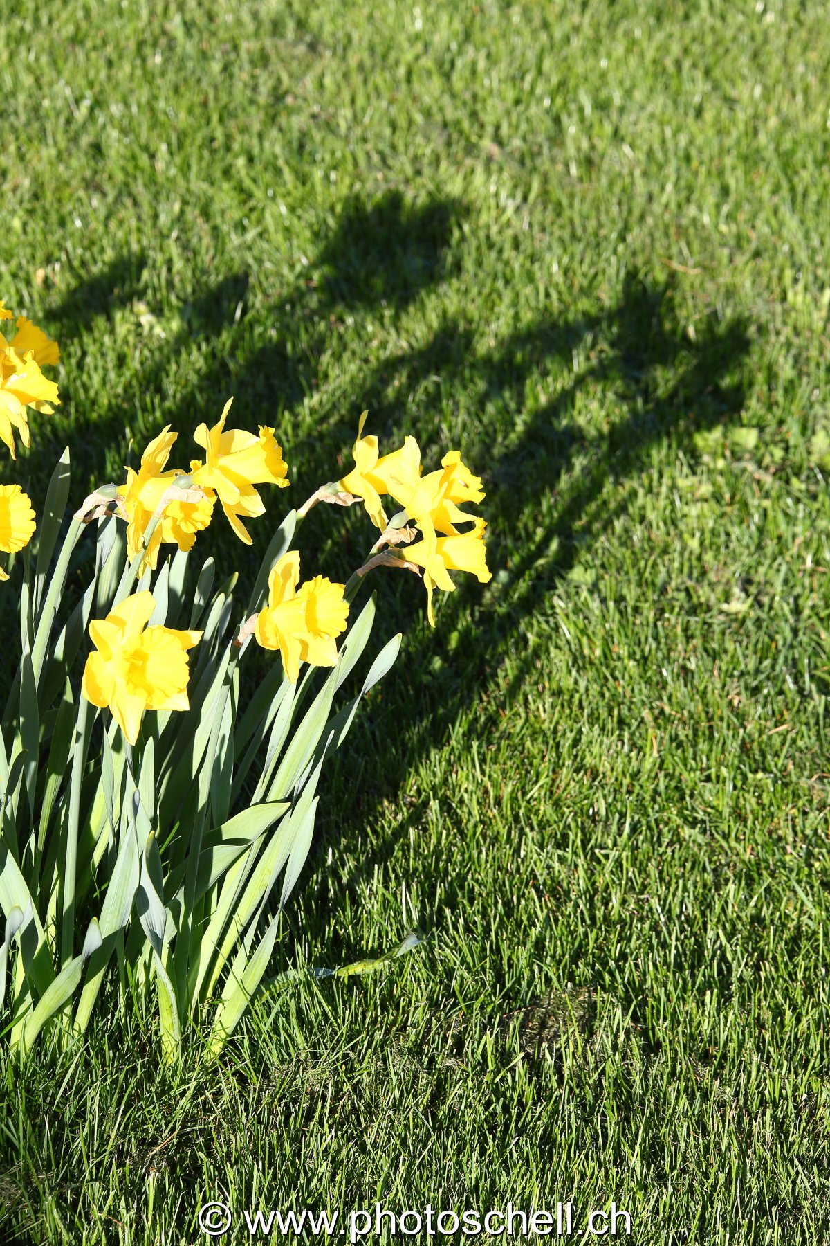 Jonquilles