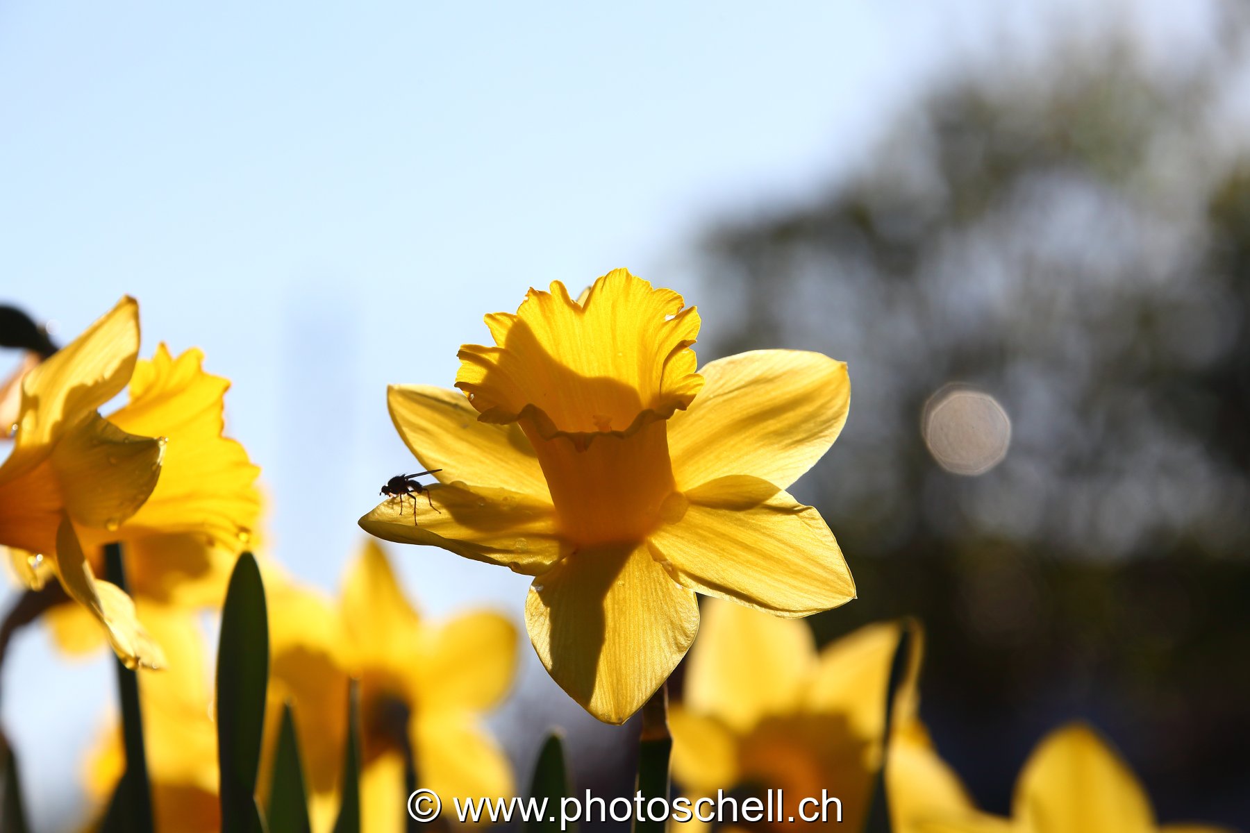 Jonquilles