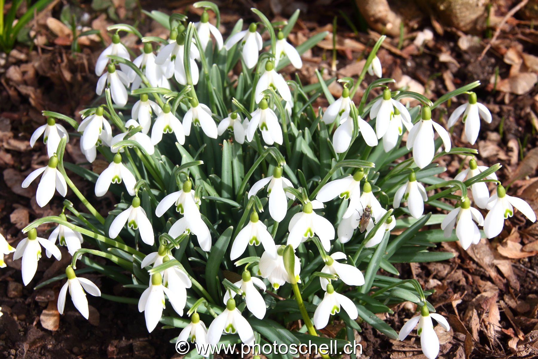 Perce-neiges