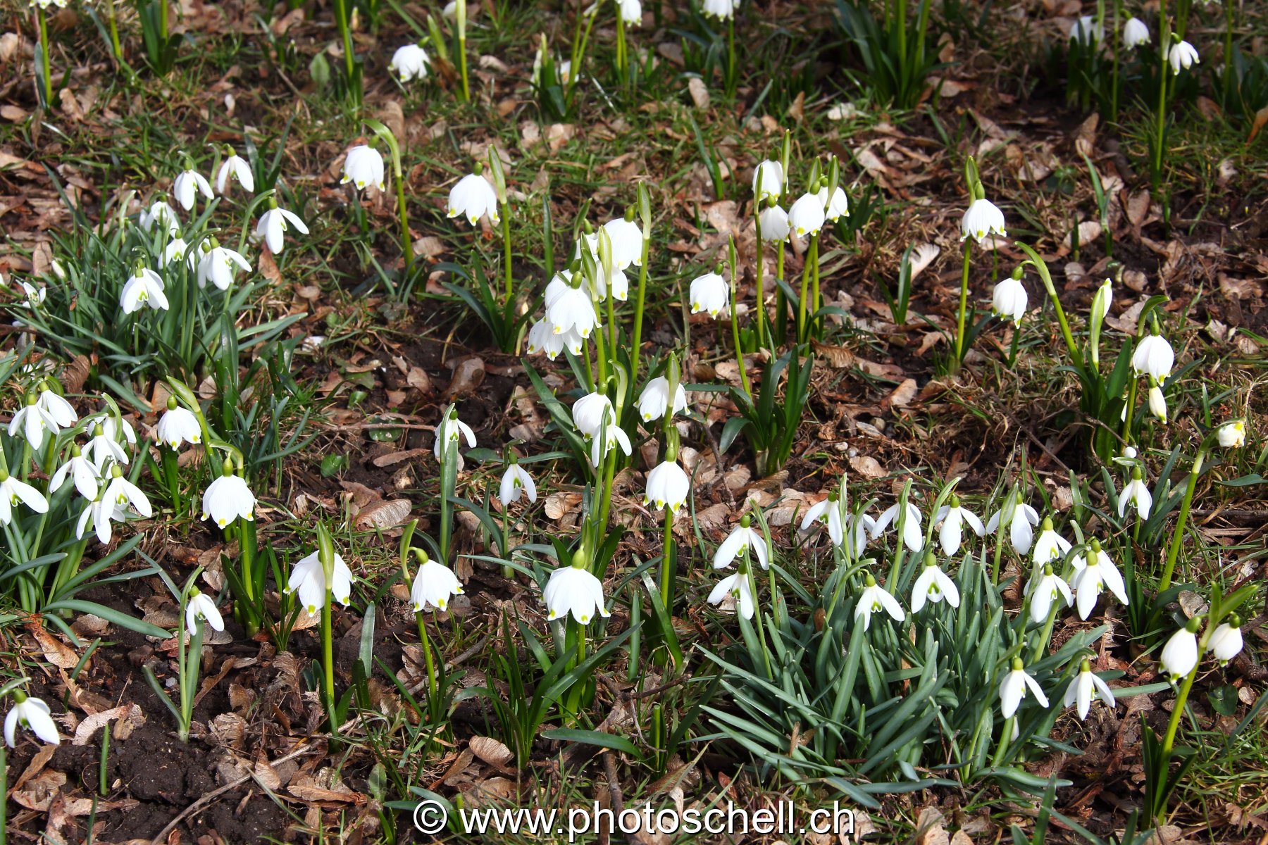 Perce-neiges