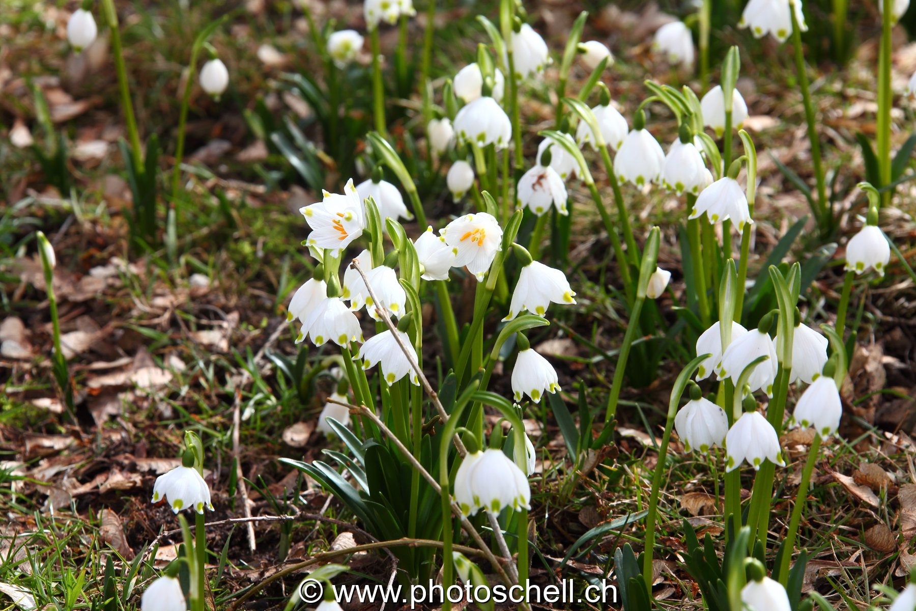 Perce-neiges