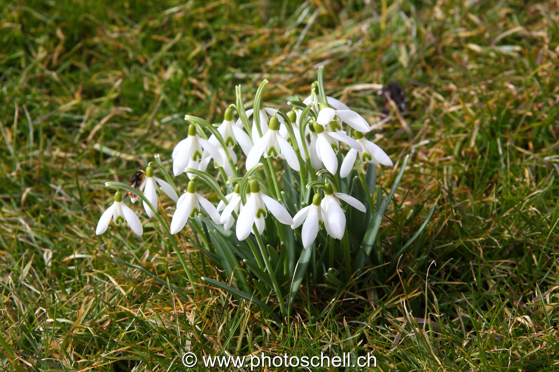 Perce-neiges