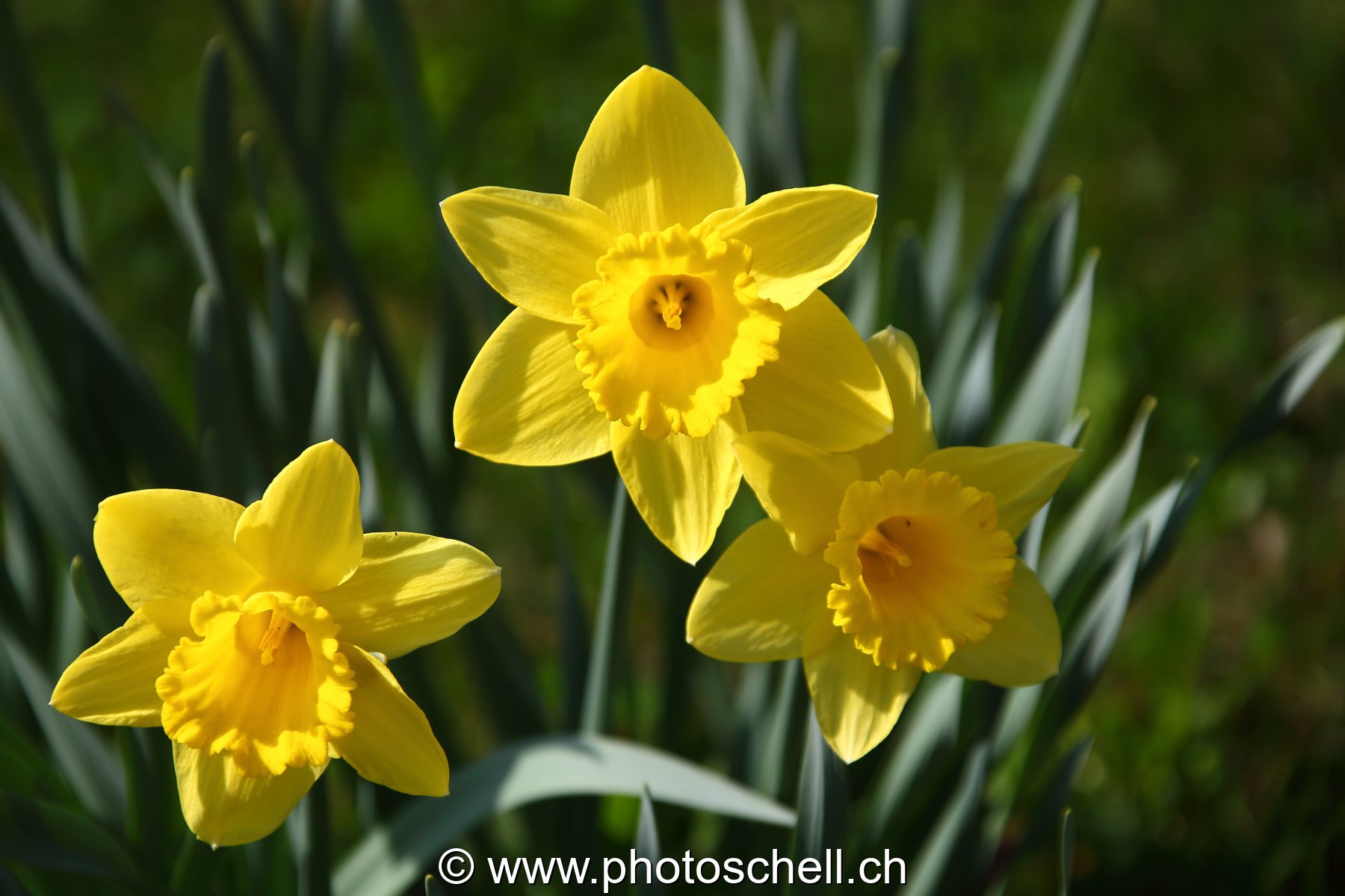 Jonquilles