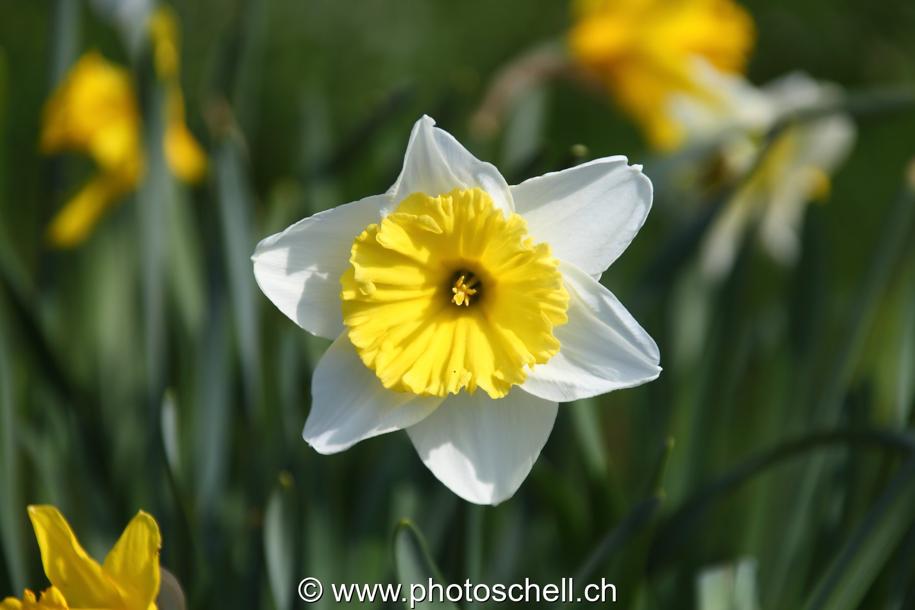Jonquilles