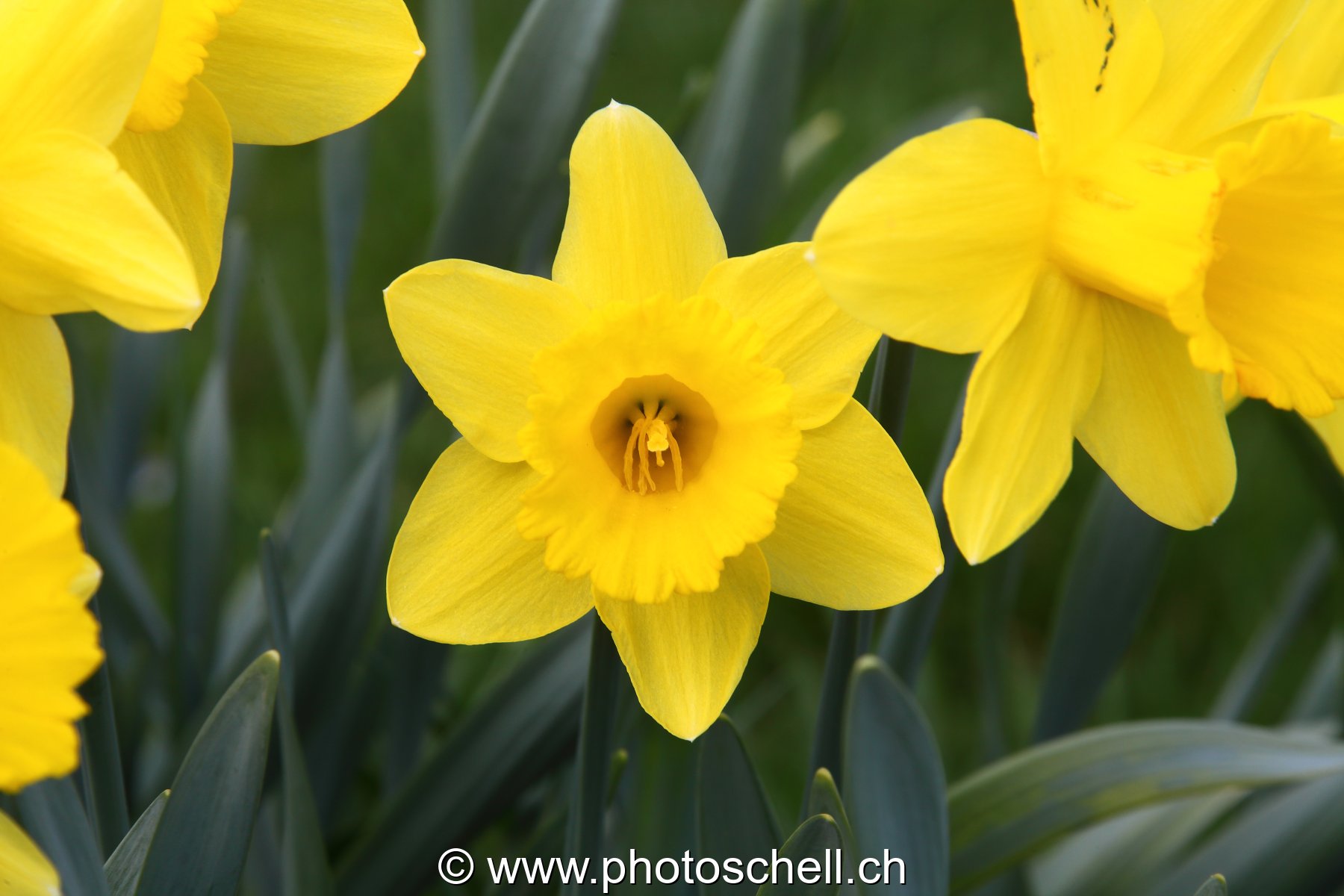 Jonquilles