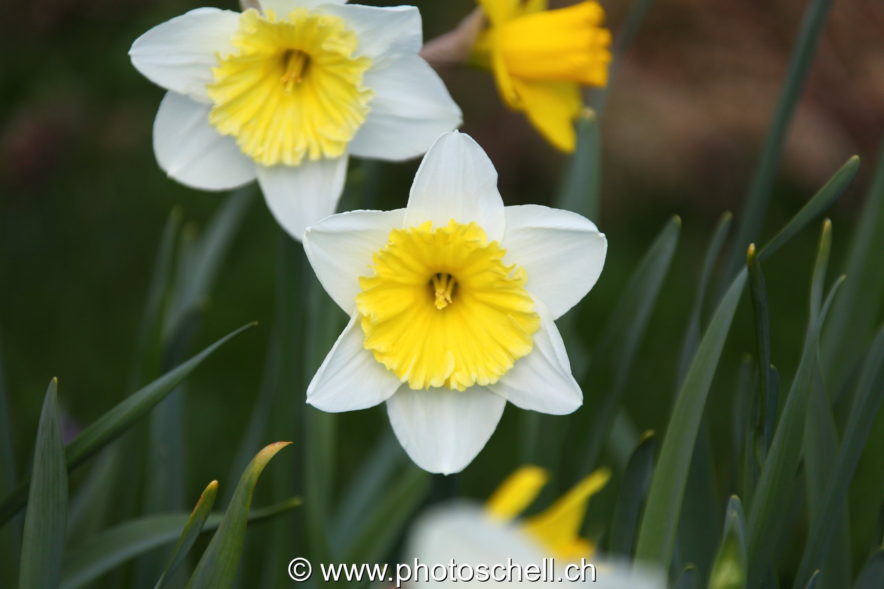 Jonquilles