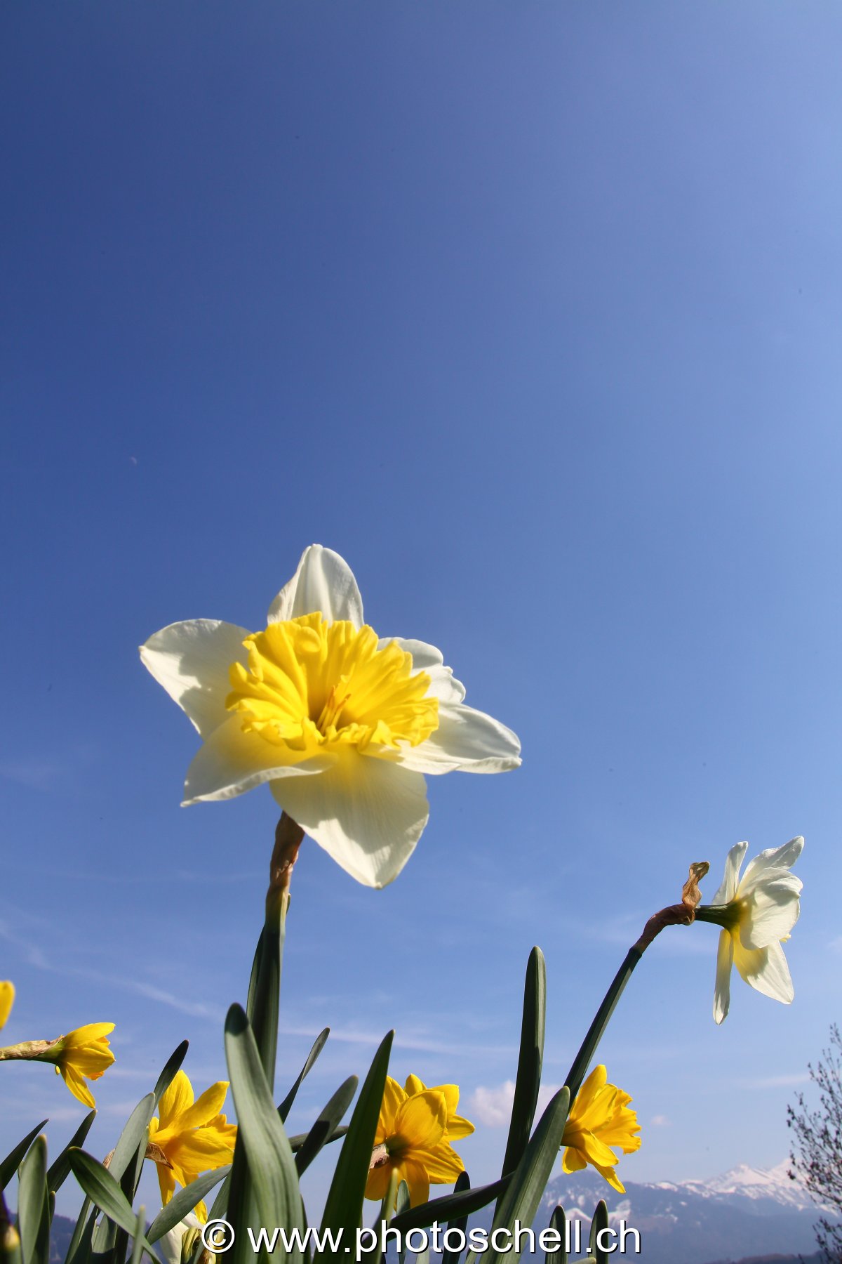 Jonquilles vues depuis le sol