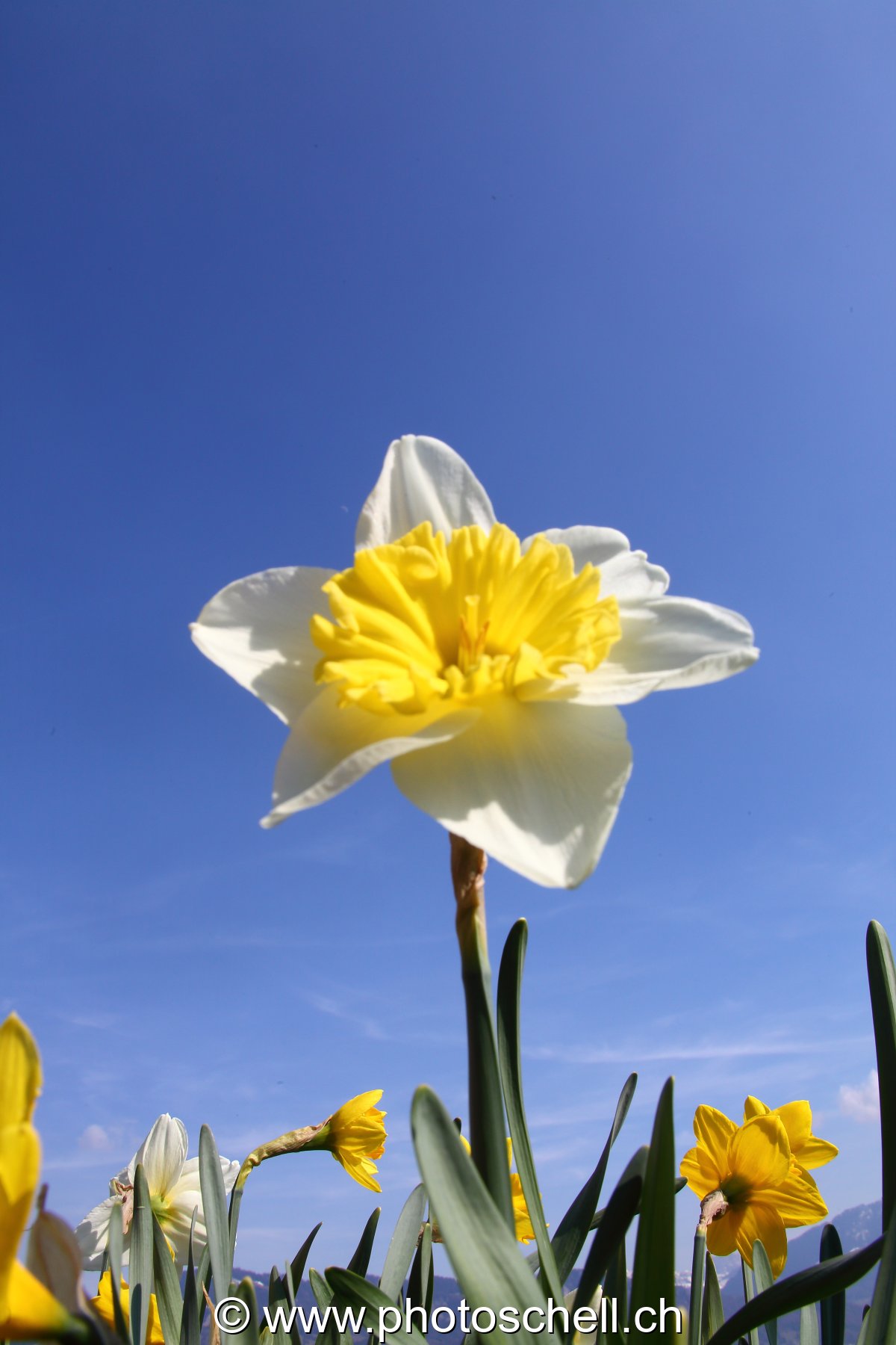Jonquilles vues depuis le sol