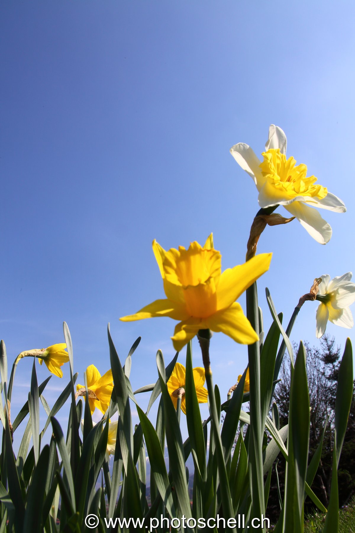 Jonquilles vues depuis le sol