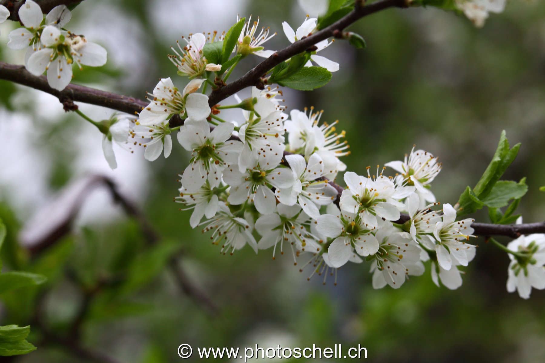 Fleurs de mirabellier / prunier jaune