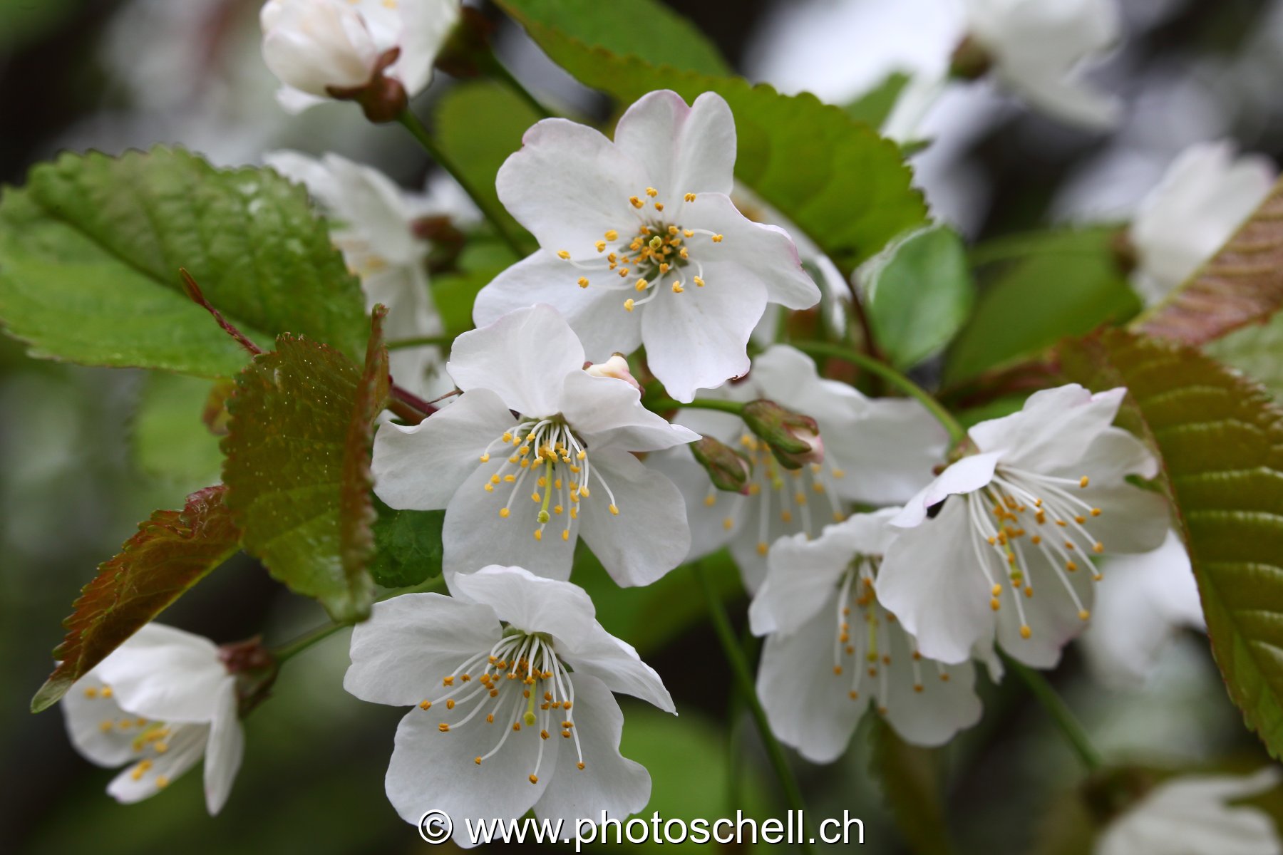 Fleurs de cerisier