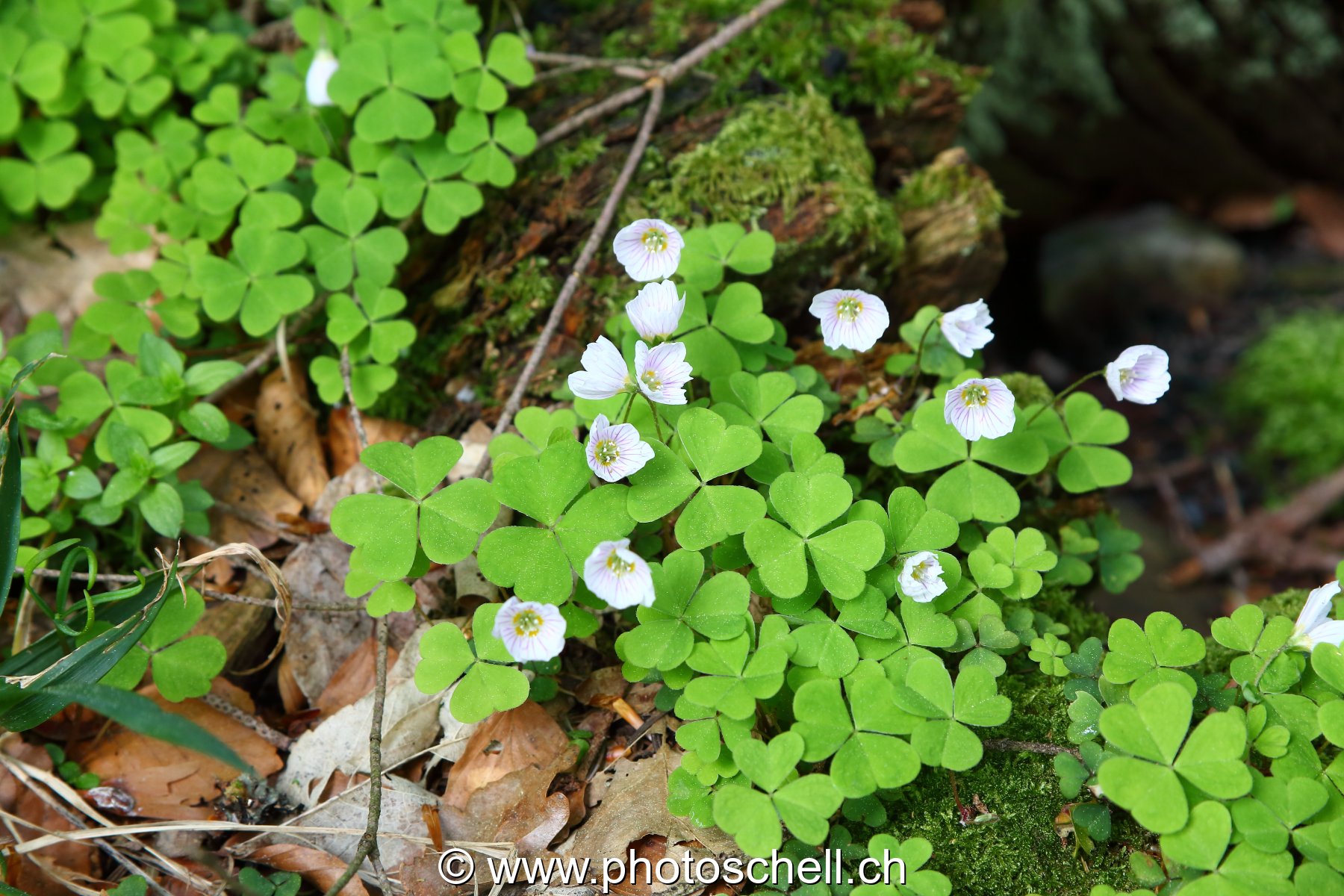 Fleur de forêt