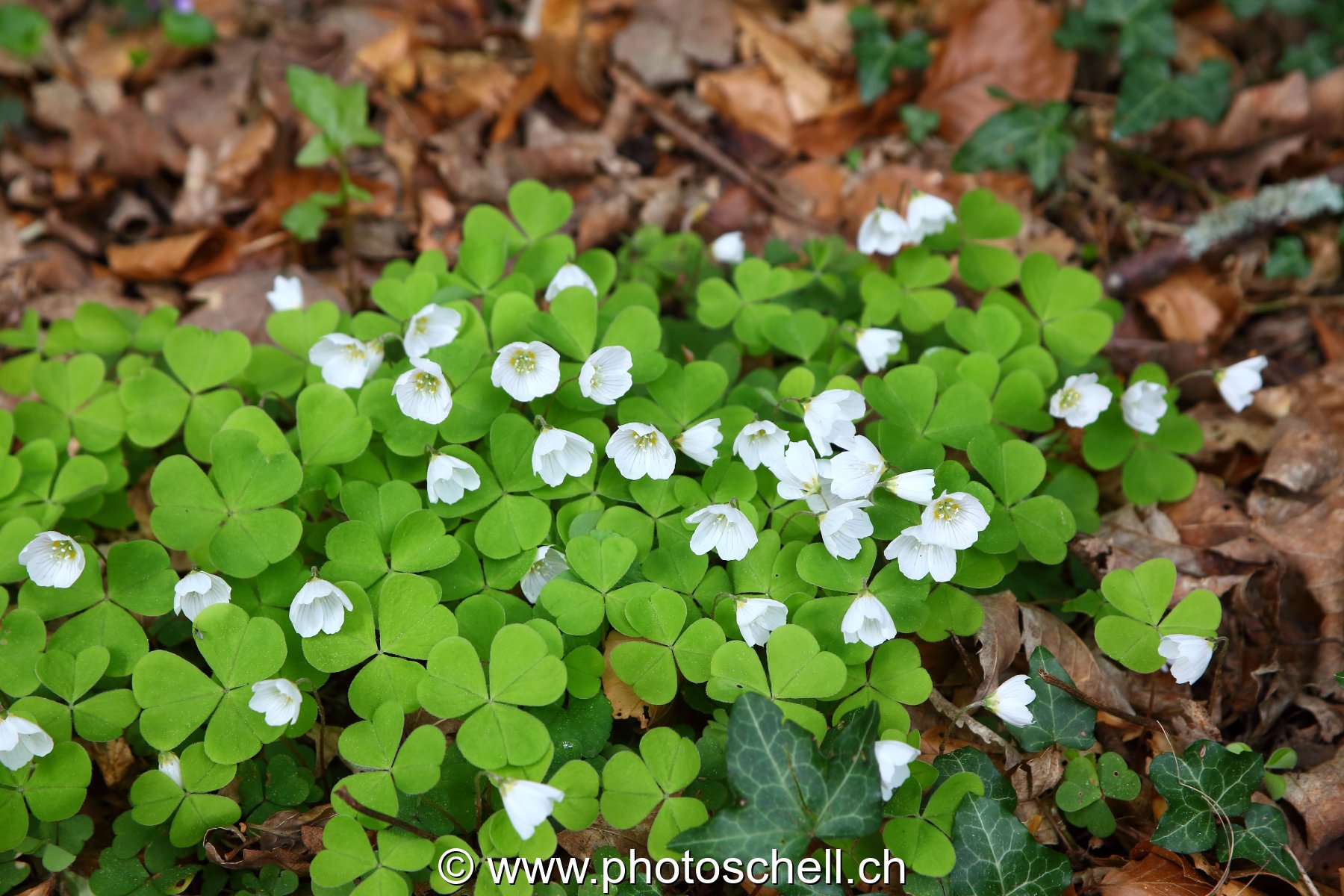 Fleur de forêt