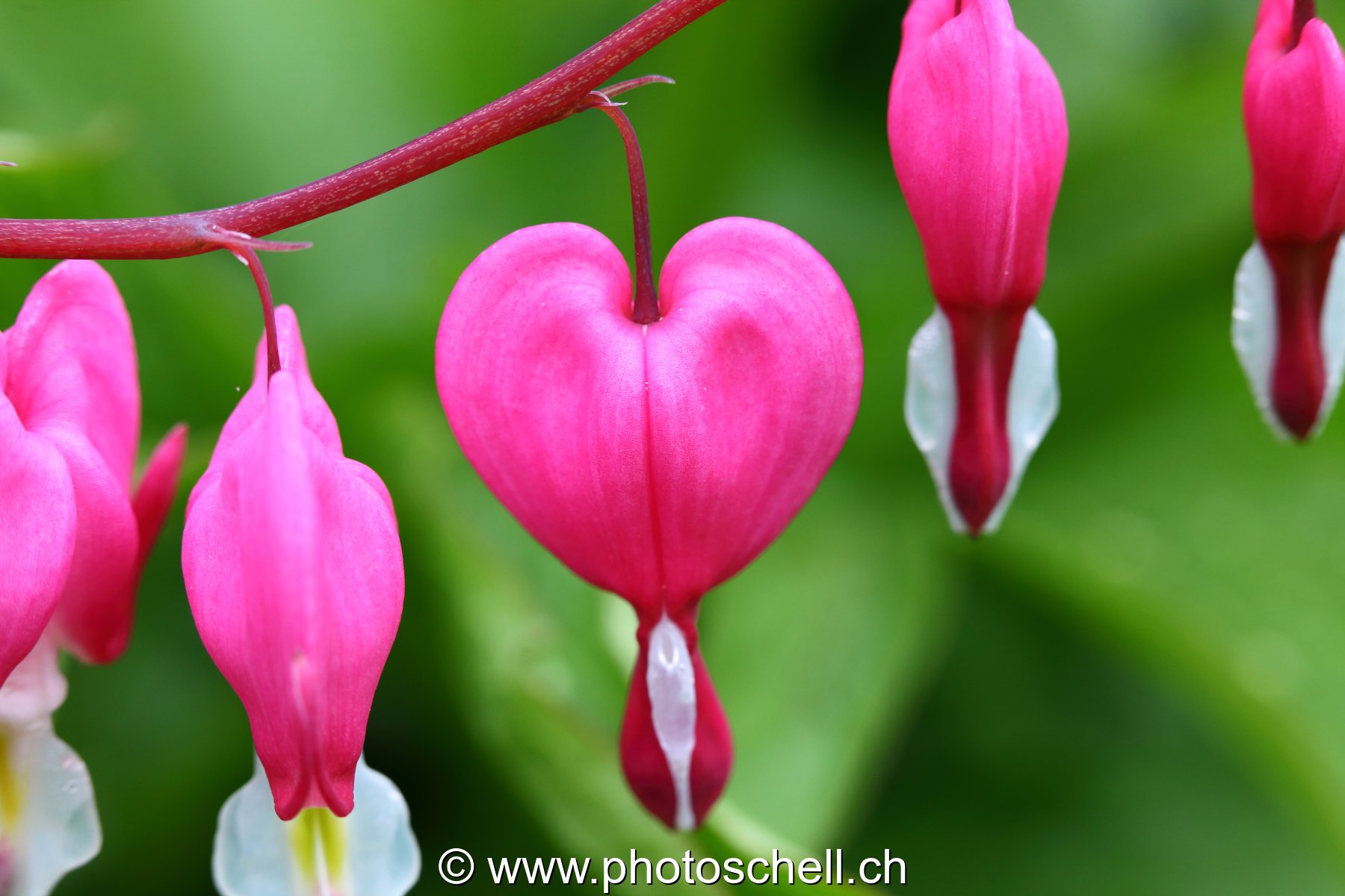 Fleurs en coeurs