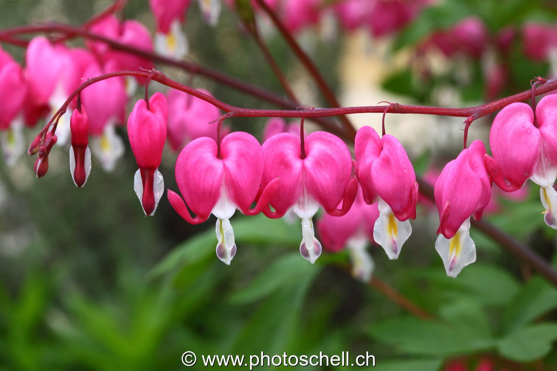 Fleurs en coeurs
