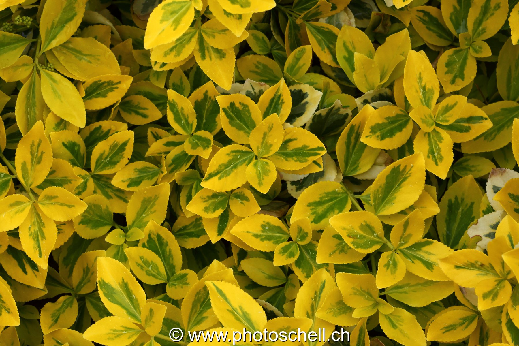 Feuilles