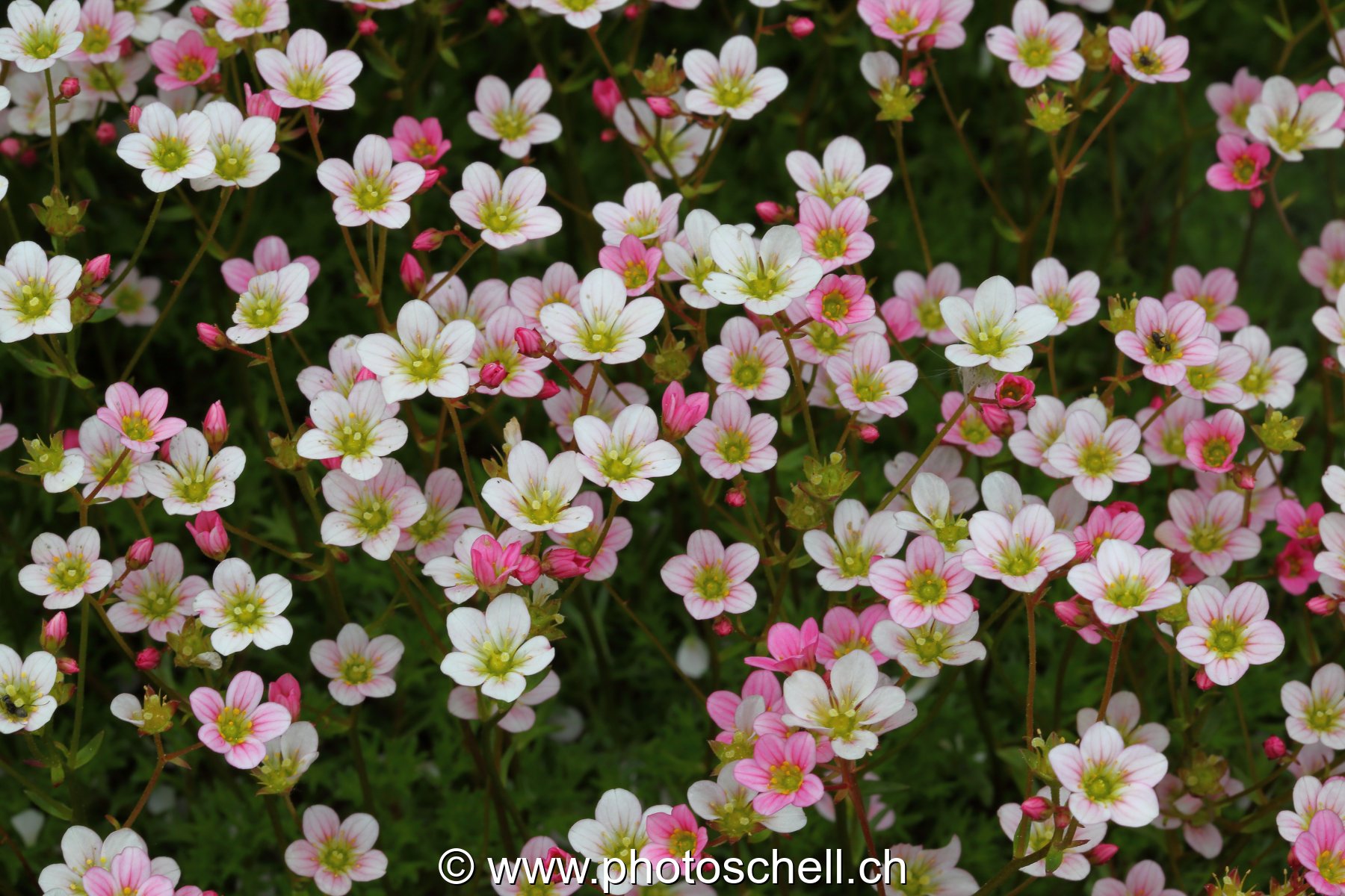 Fleurs