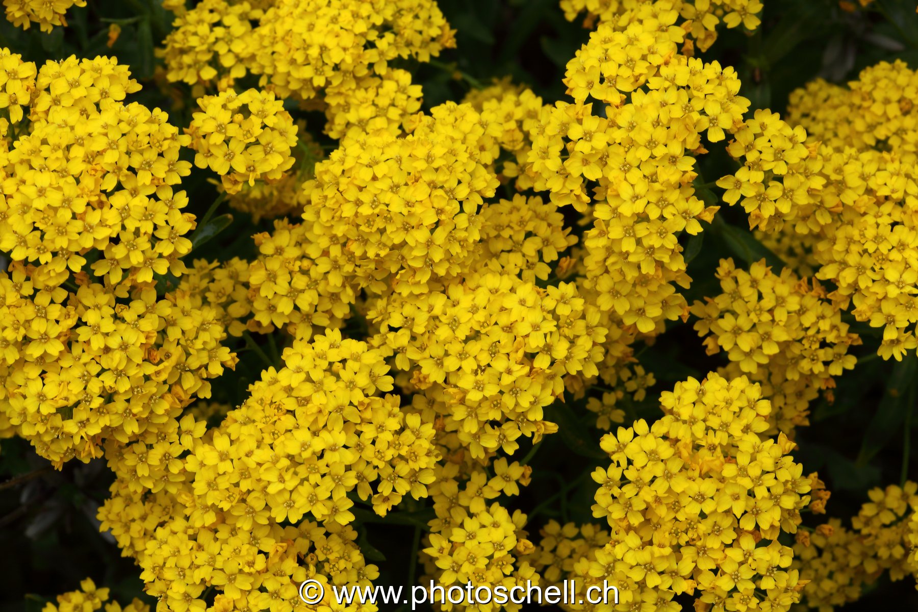 Fleurs