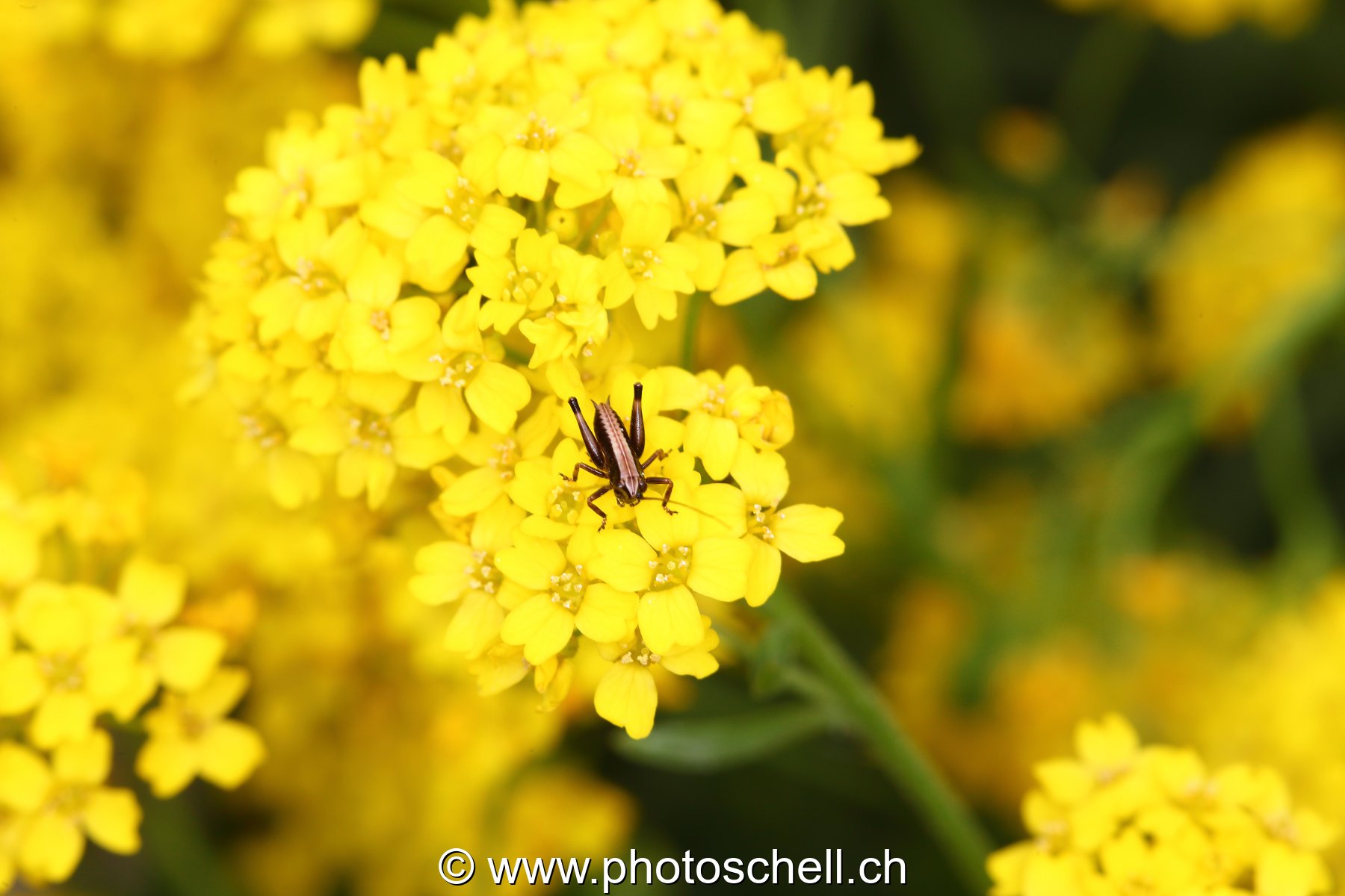 Fleurs jaunes
