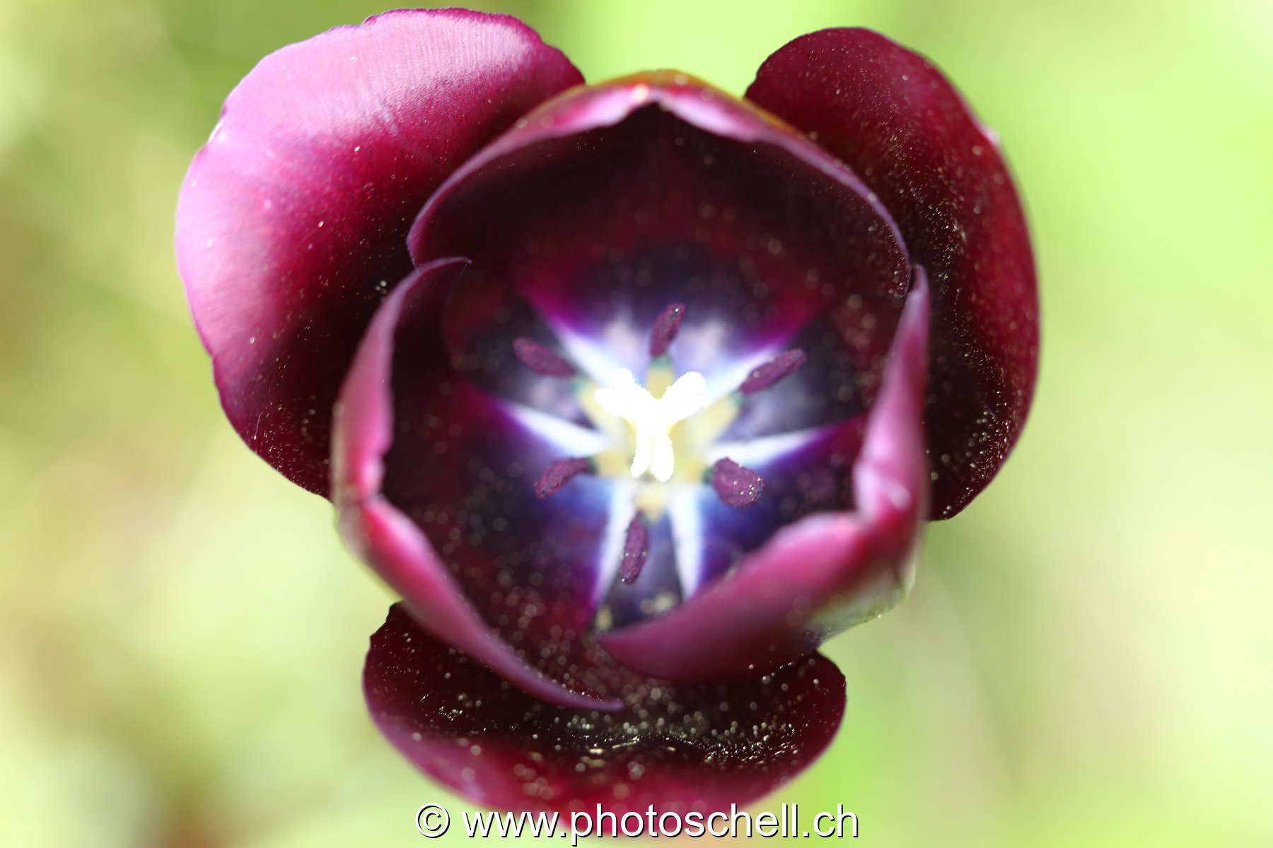 Tulipe violette