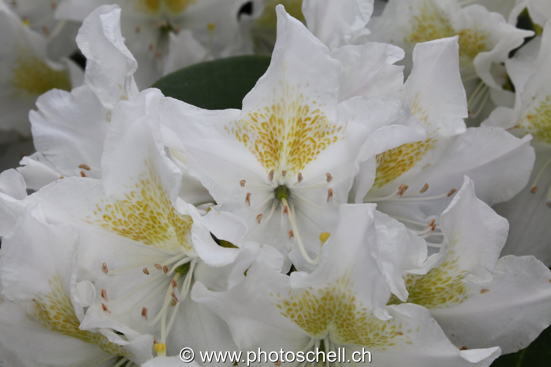 Fleurs