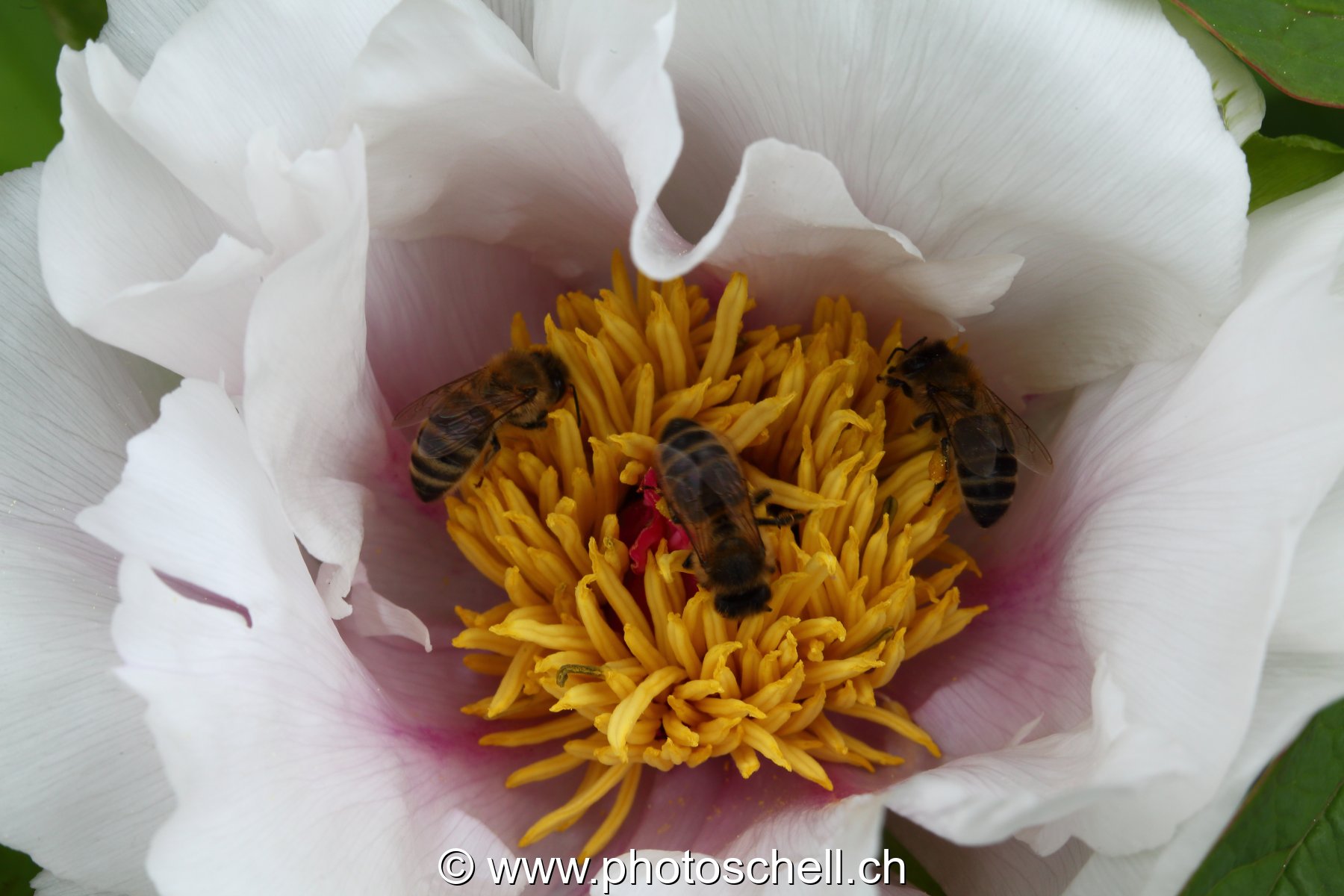 Fleur et ses butineurs